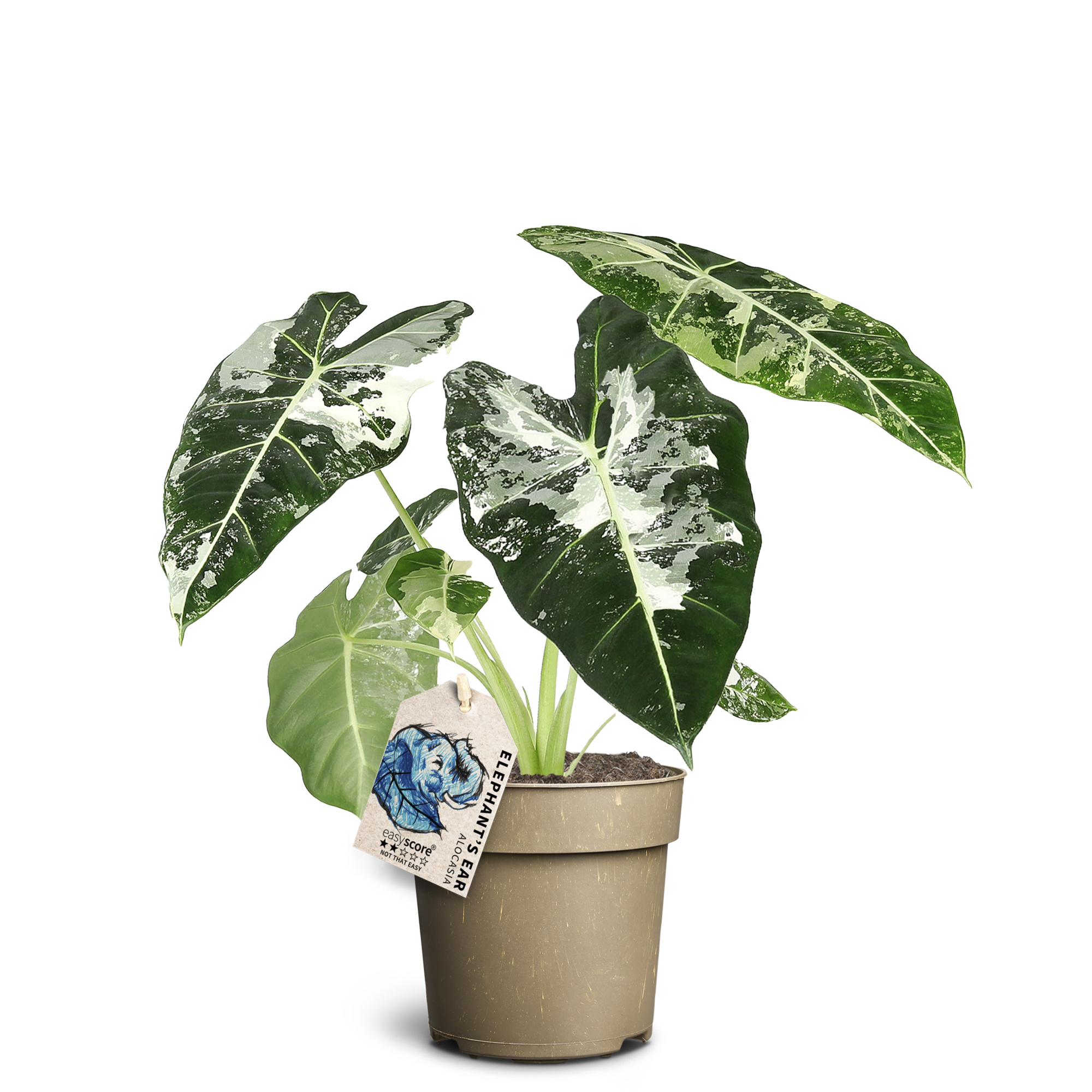 Alocasia ´Frydek Variegata´, D 11