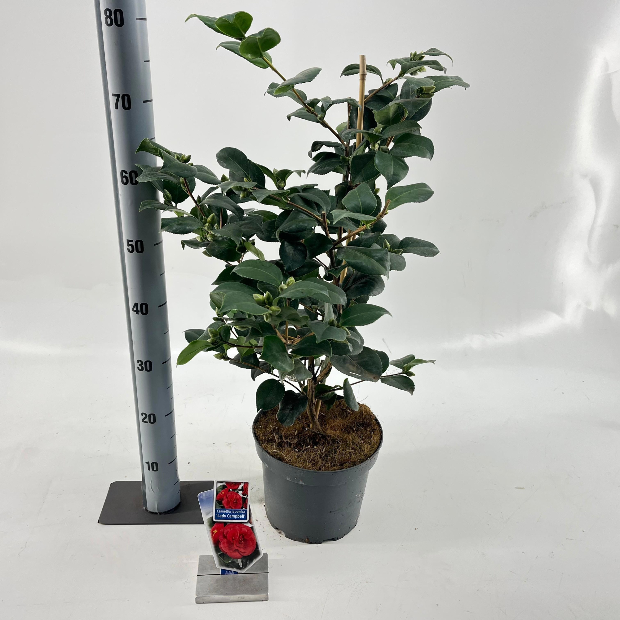 Camellia japonica 'Lady Campbell', D 23 cm