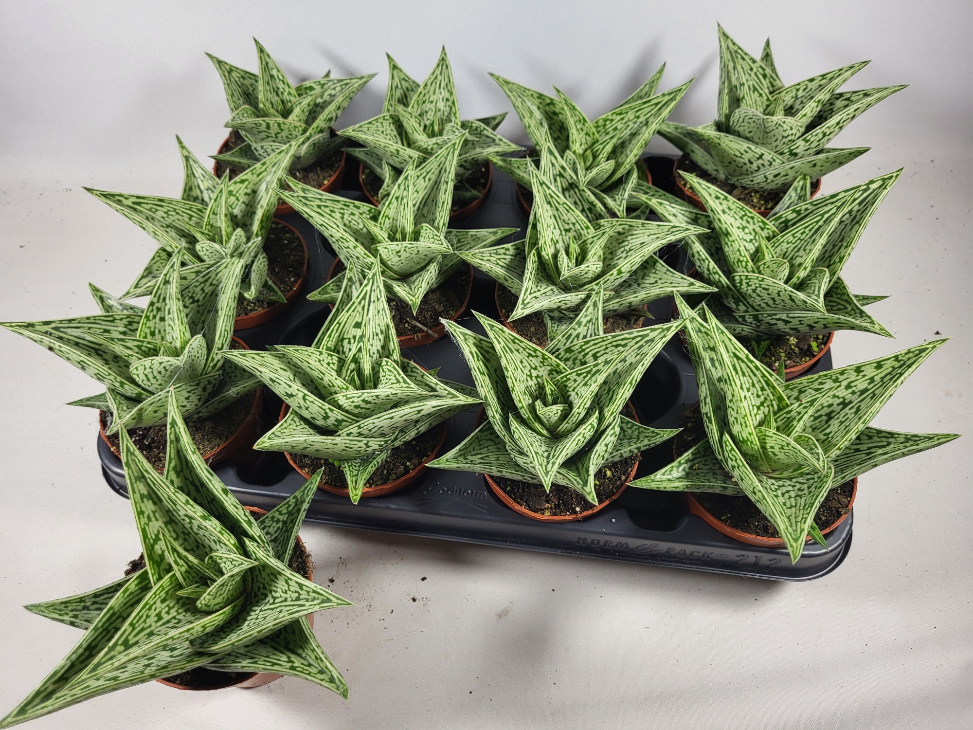 Aloe variegata tribal, D 8,5 cm