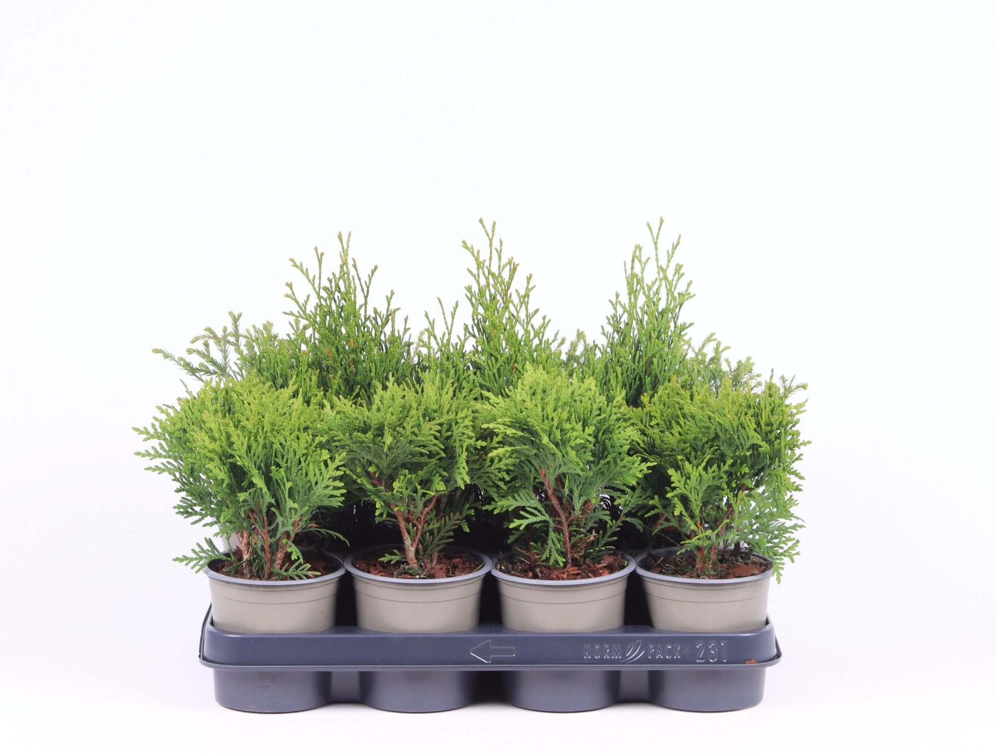 Thuja gemengde bak, D 11 cm