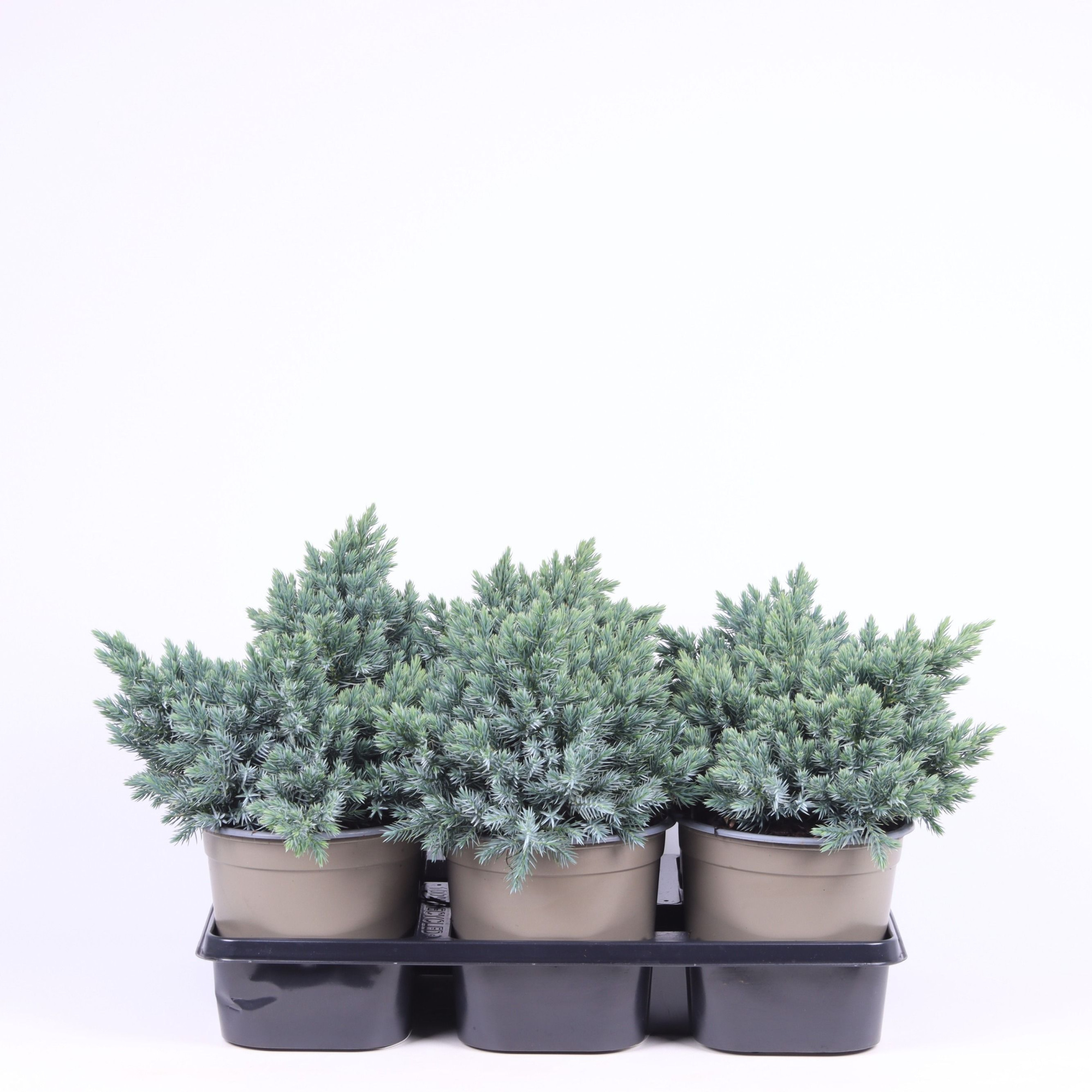 Juniperus squamata 'Blue Star', D 15 cm