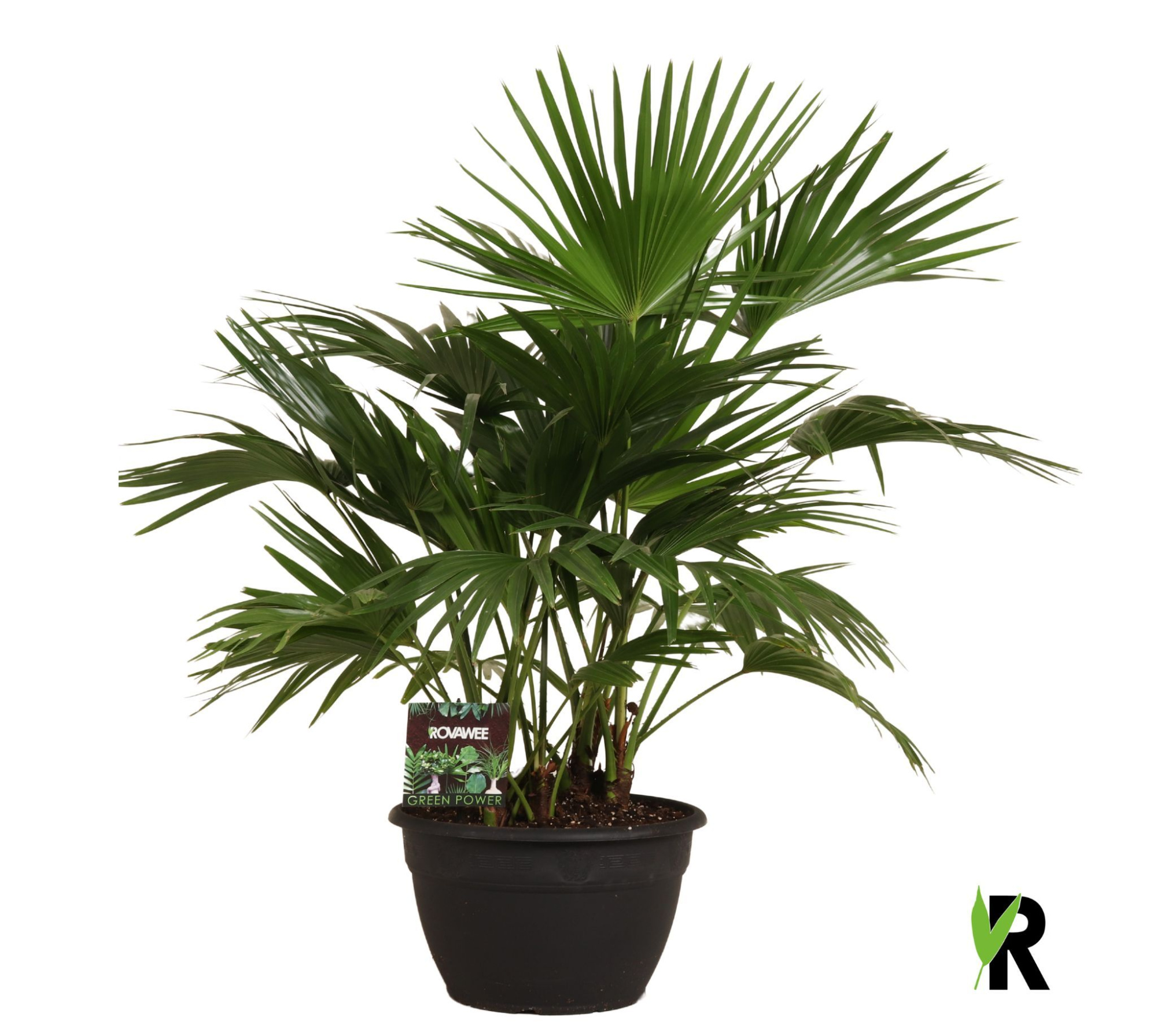 Livistona chinensis 6 per pot, D 35 cm