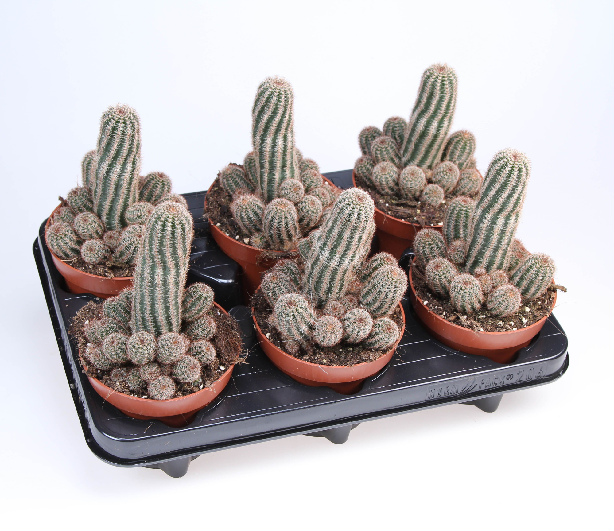 Chamaelobivia paolina, D 12 cm