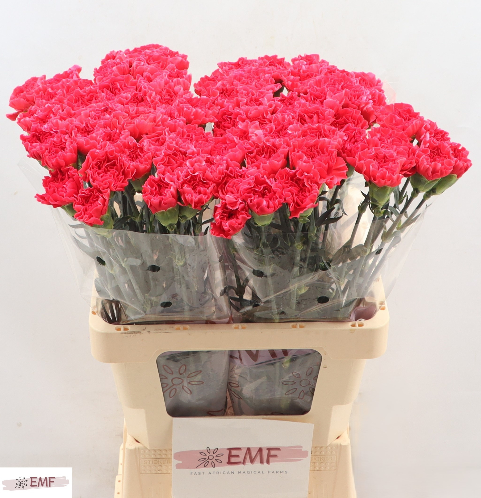 Диантус од. Мандала, шт.