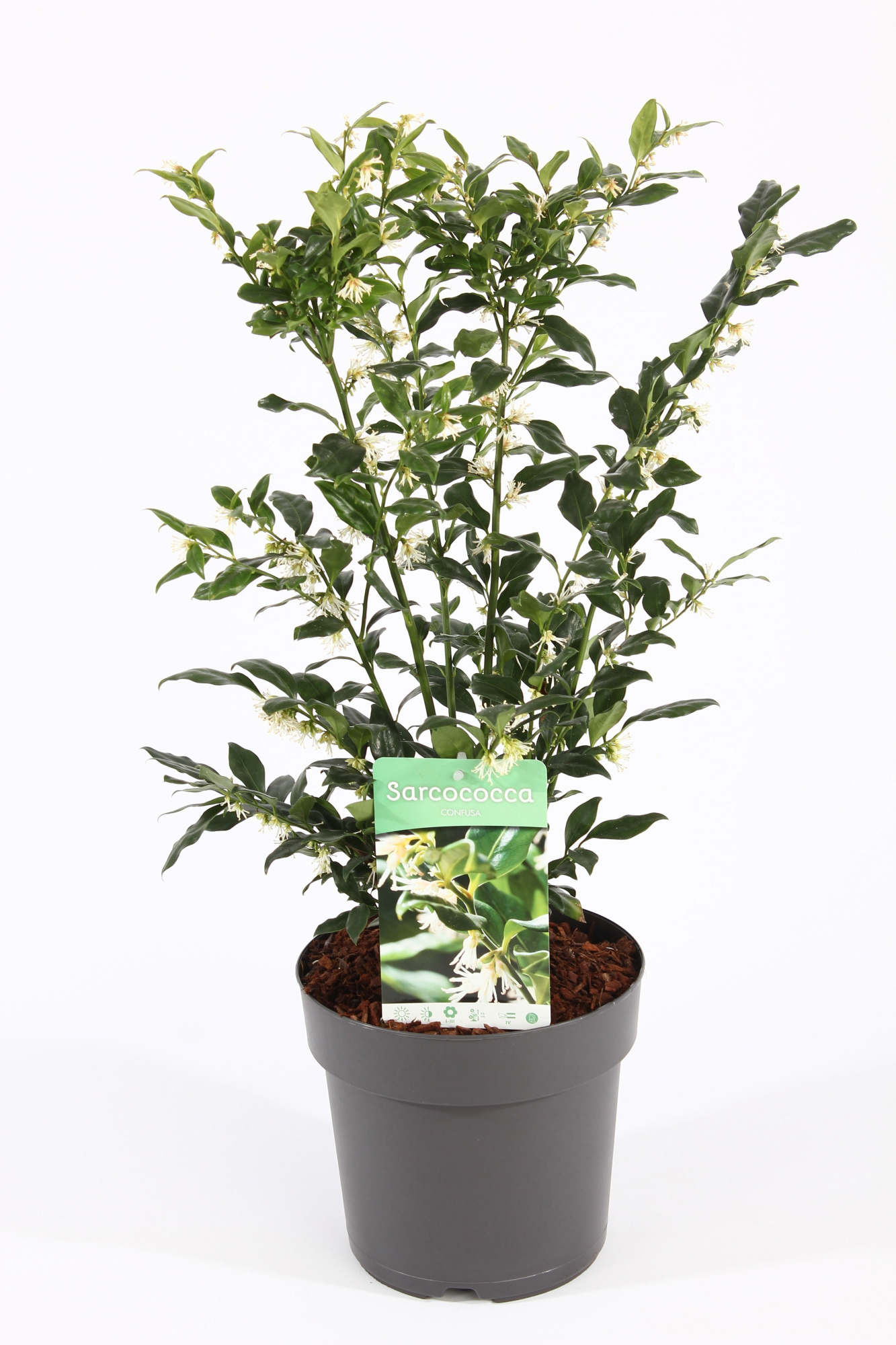 Sarcococca hum. 'Confusa' P21/C4.6, D 21