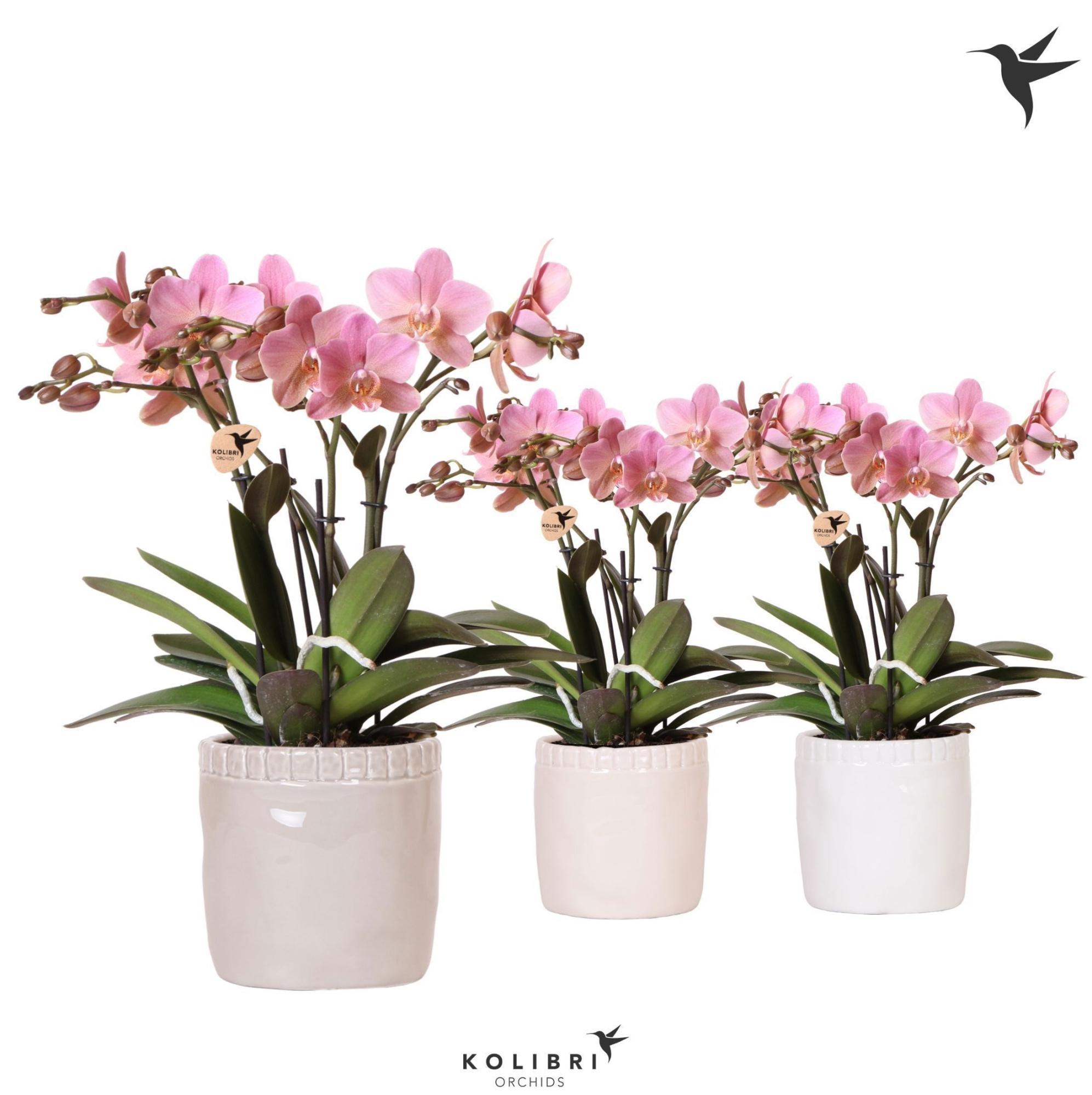 Kolibri Orchids Phalaenopsis Treviso in Stones pot mix, D 12 cm
