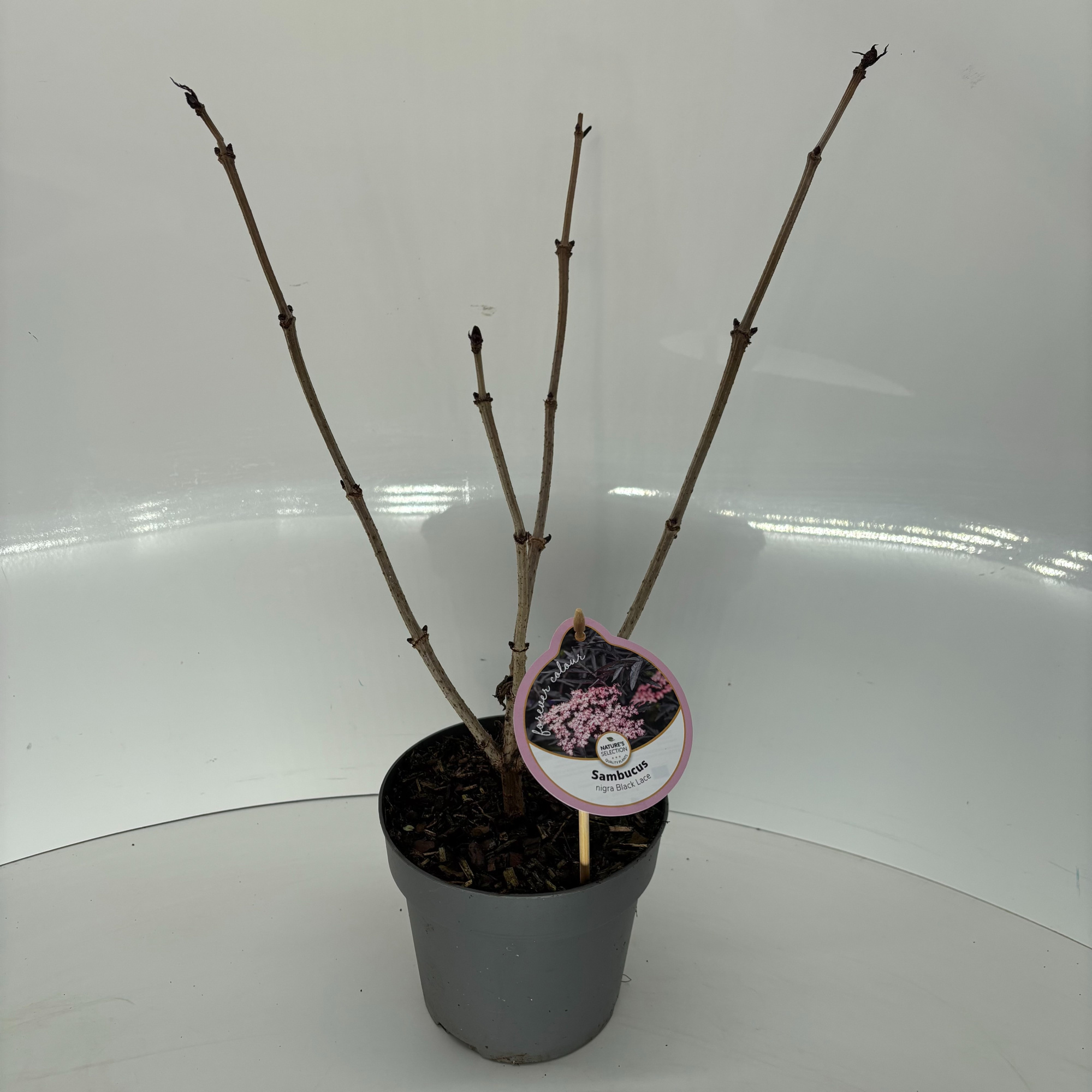 Sambucus nigra Black Lace, D 17