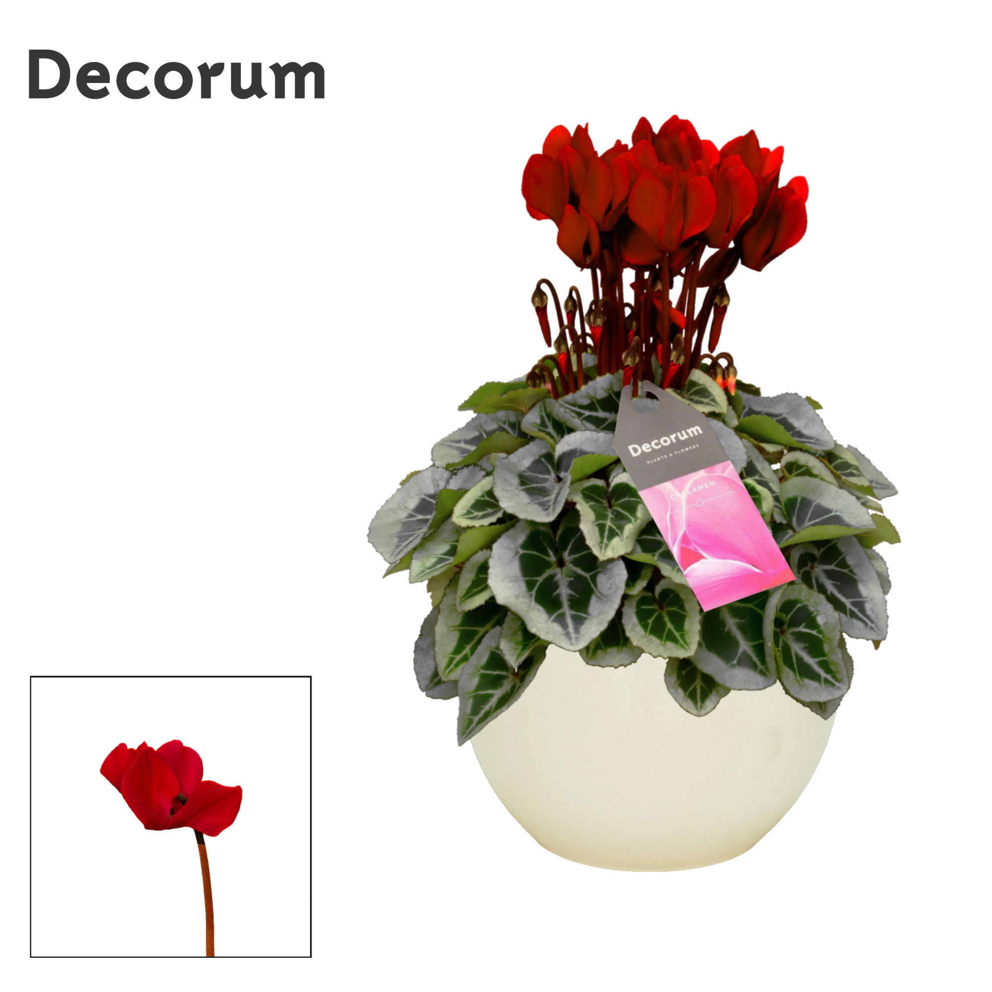 Cyclamen SS Picasso Wijnrood in Melanie, D 13 cm