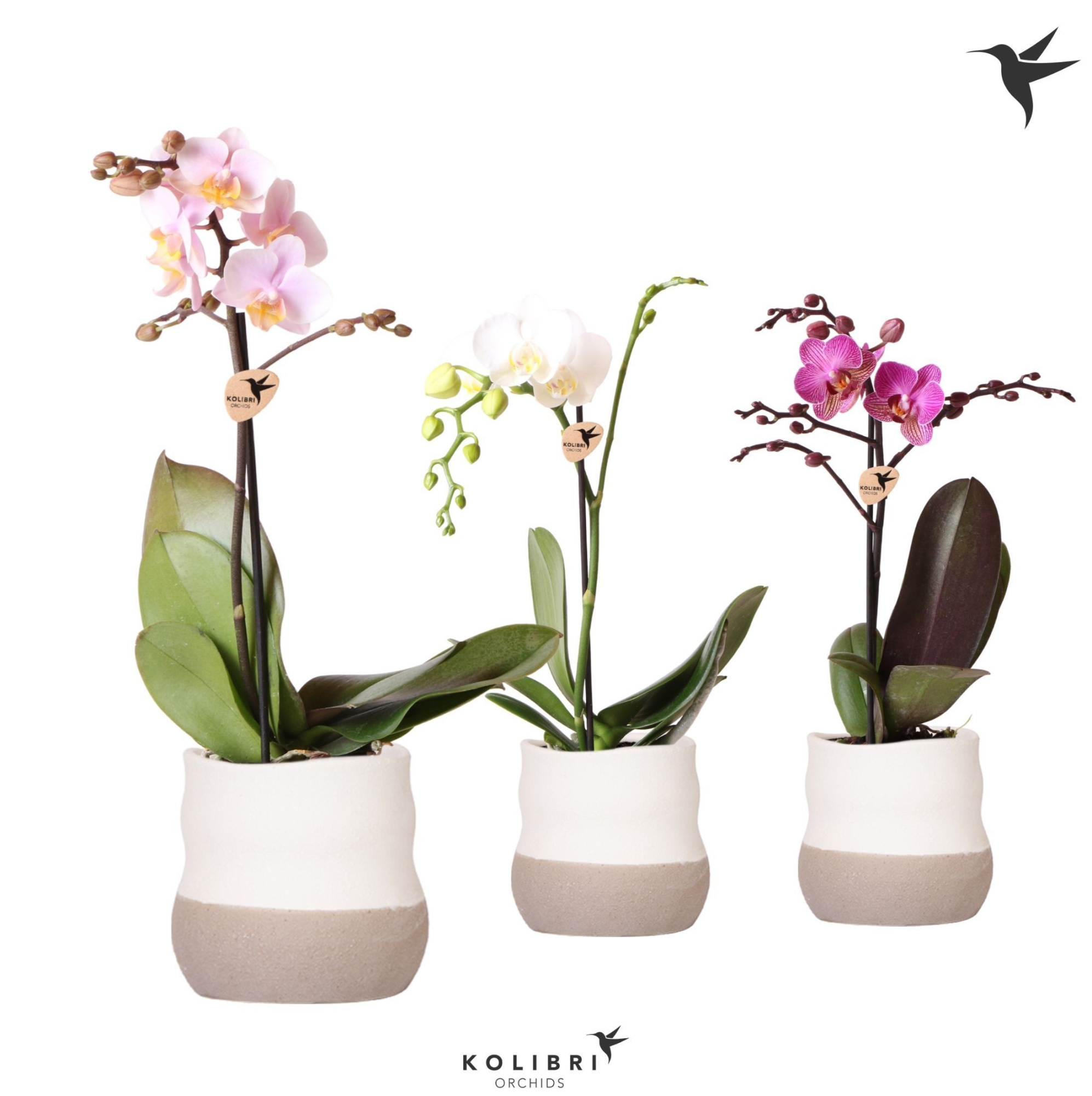 Kolibri Orchids Phalaenopsis mix 1 spike in Imperfect Bag pot, D 9