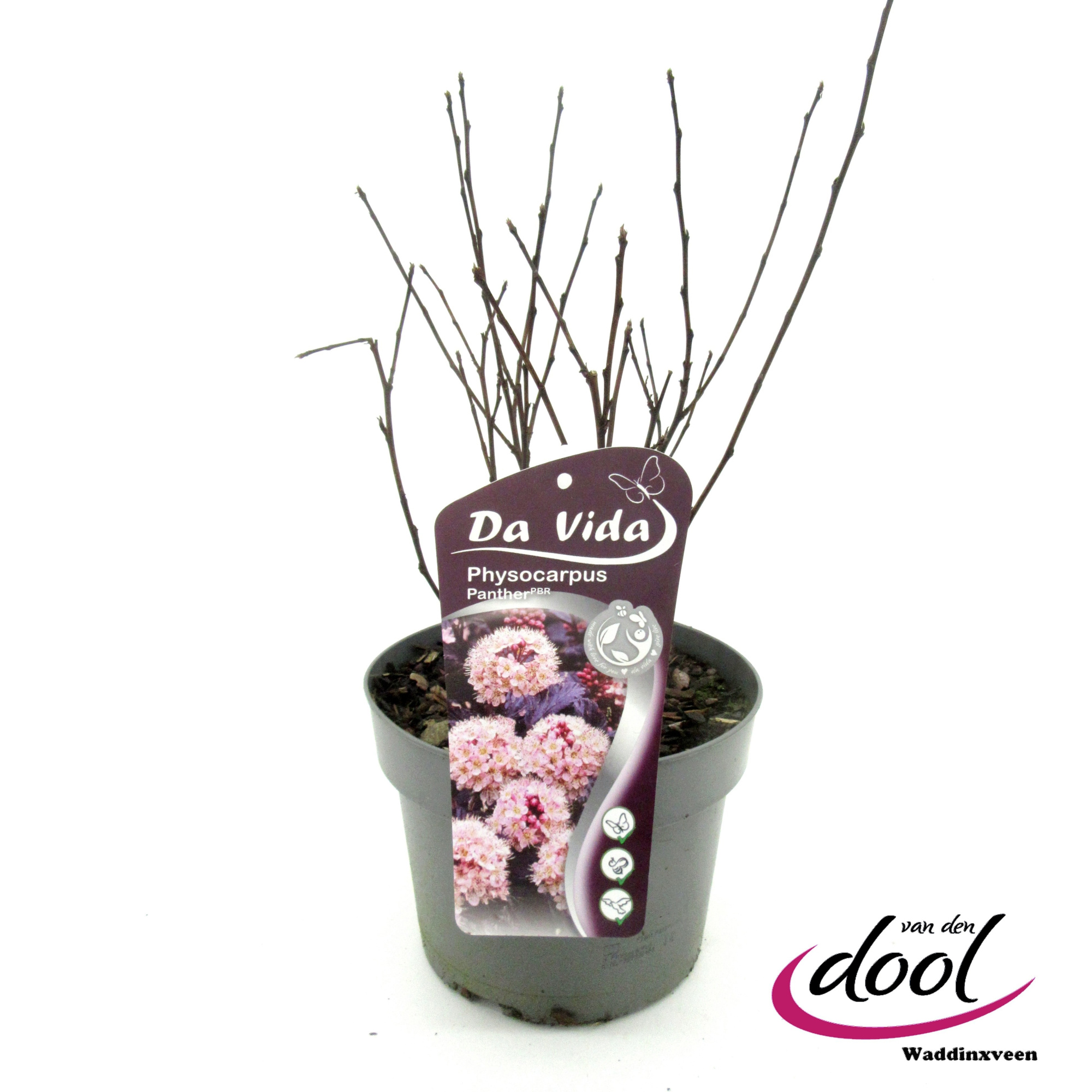 Physocarpus Panther, D 19