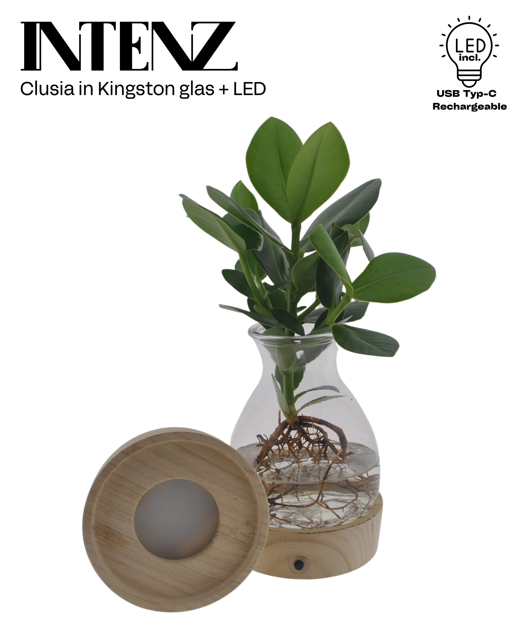 Clusia in Kingston glas + LED - levertijd: 24 uur, D 12