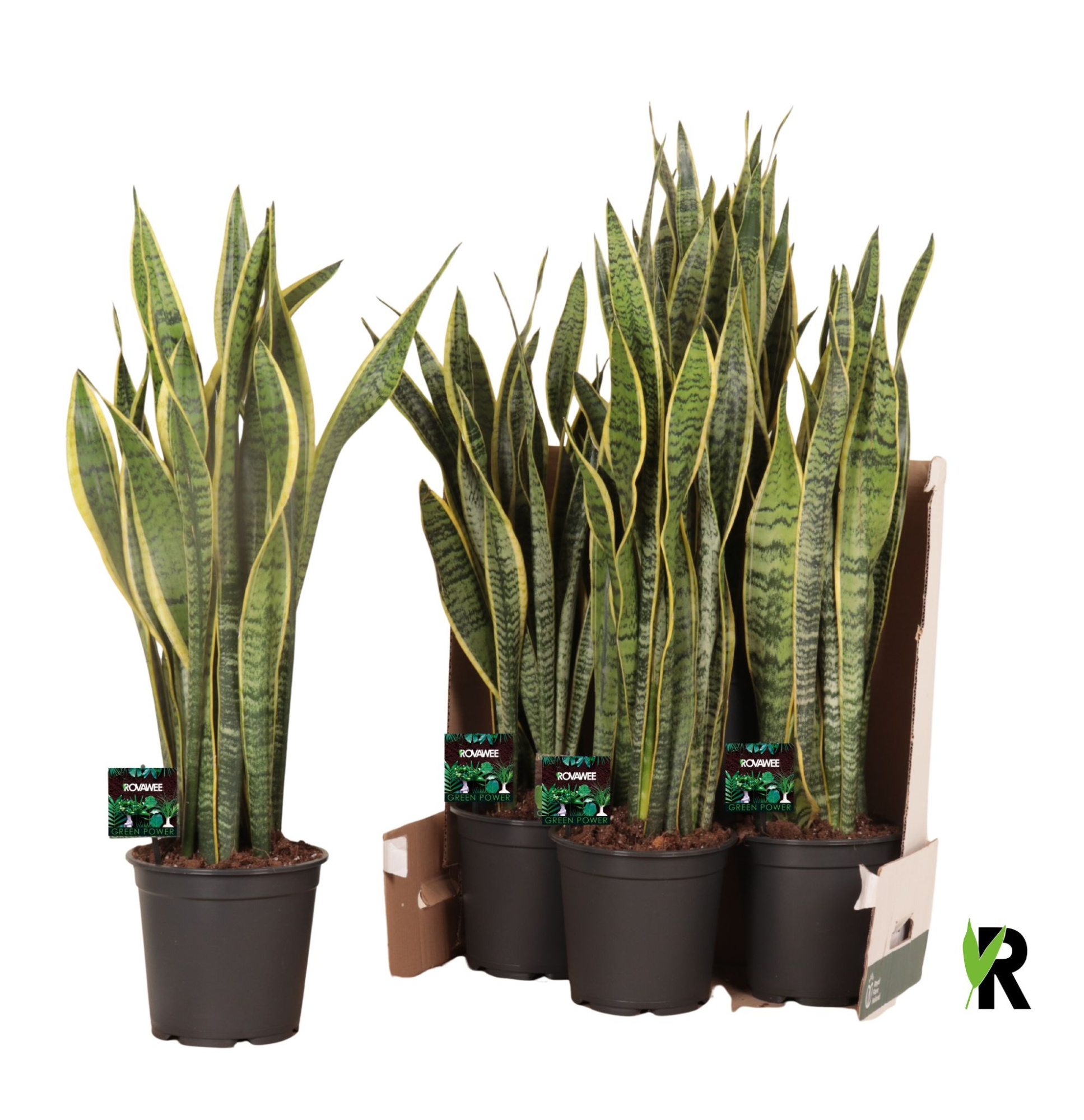 Sansevieria trif. Laurentii in fust 352, D 21 cm