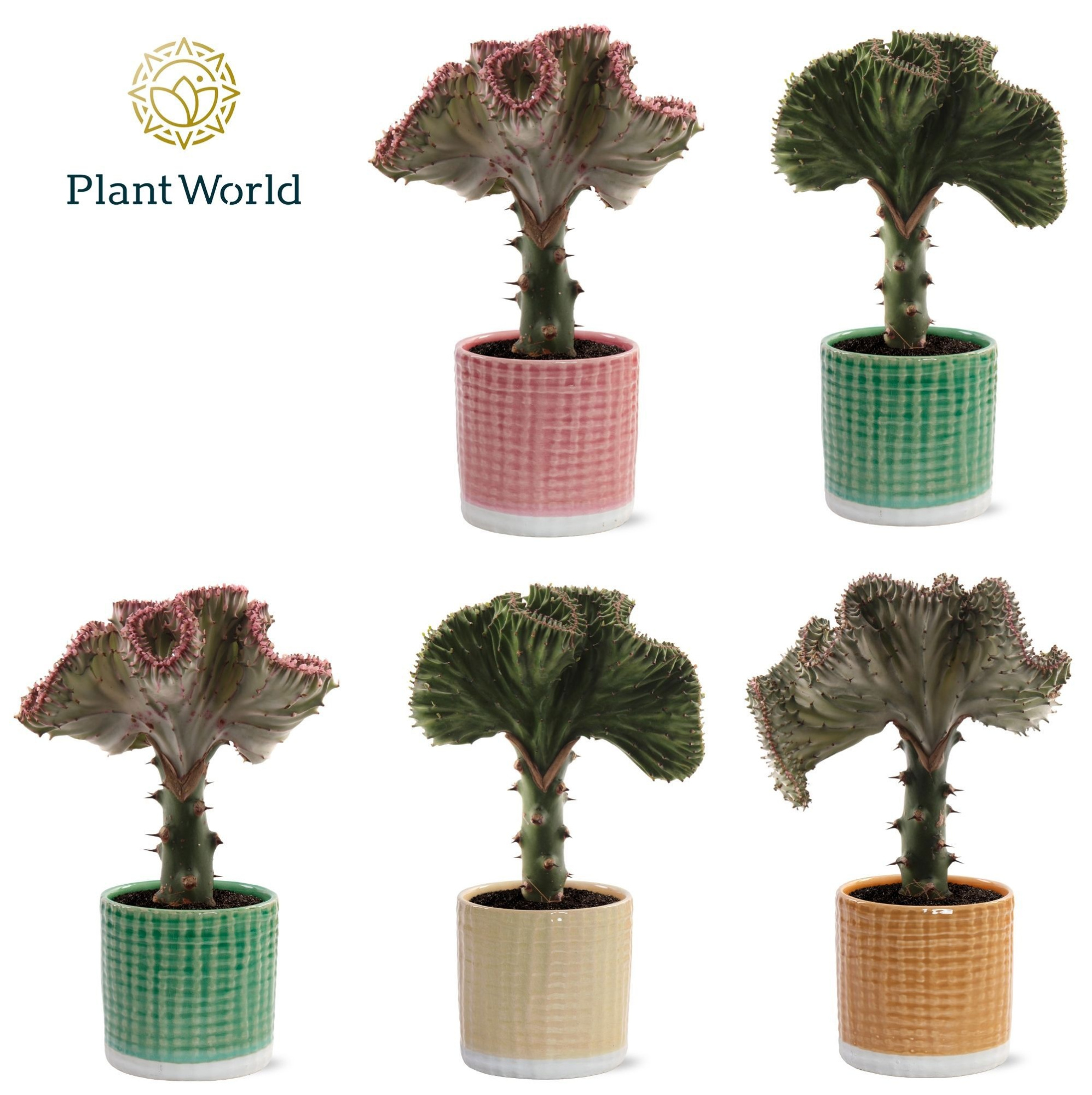 Euphorbia lactea 'Cristata' Mix in pot Elsa, D 10,5 cm