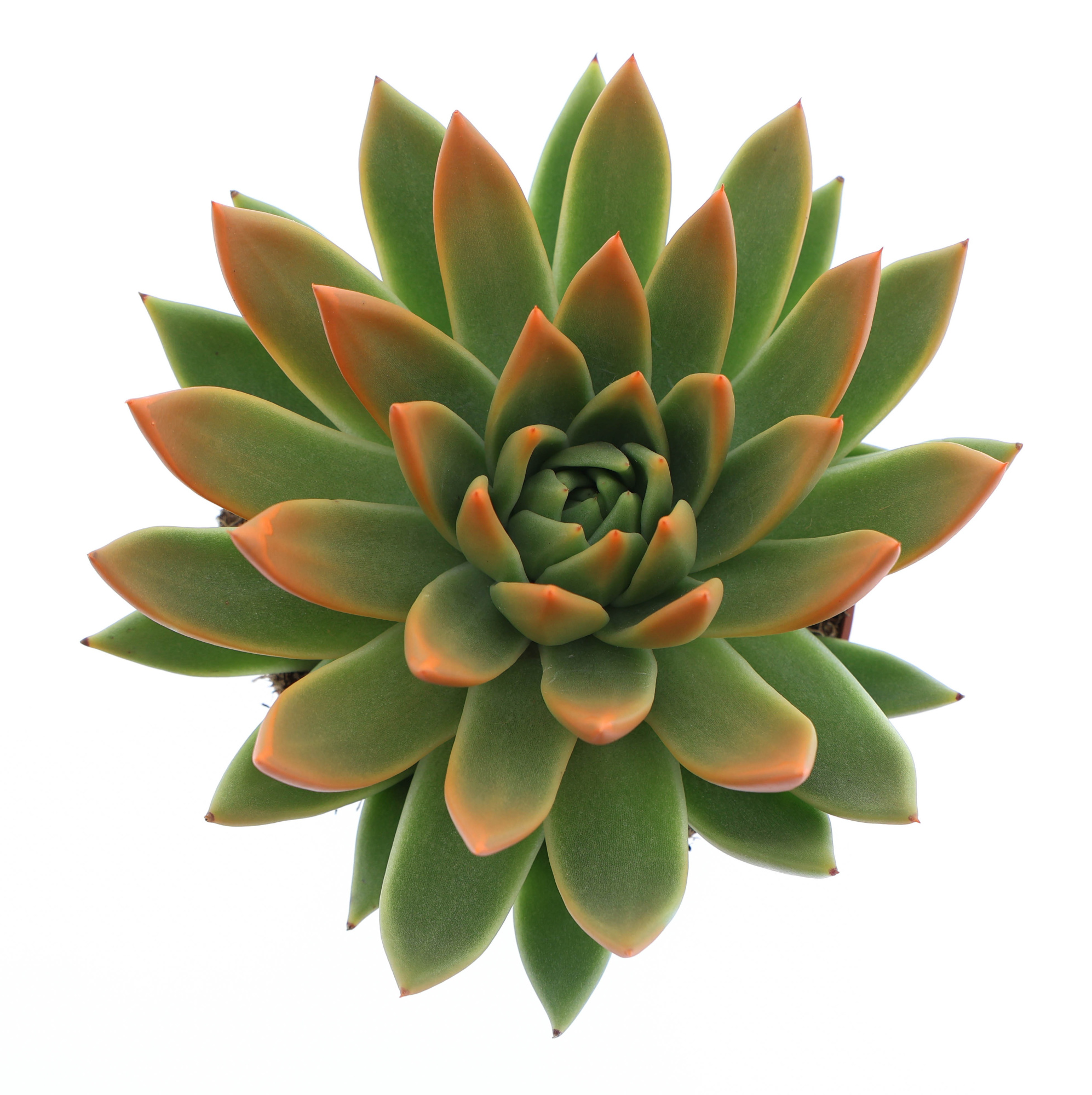 Miranda tips orange, D 12 cm