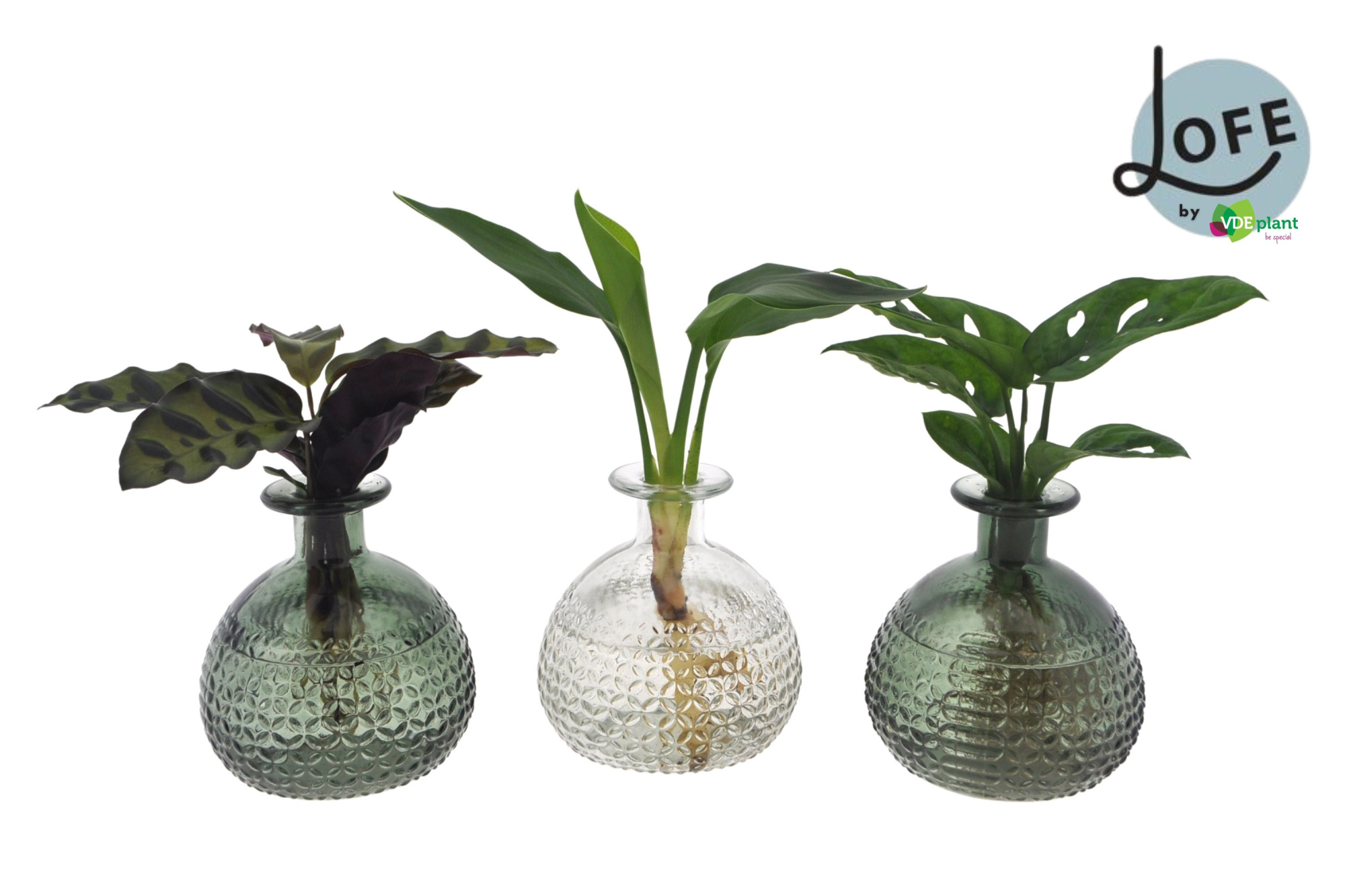 LOFE | Intenz mix in Jive glas M - levertijd: 24 uur, D 7 cm