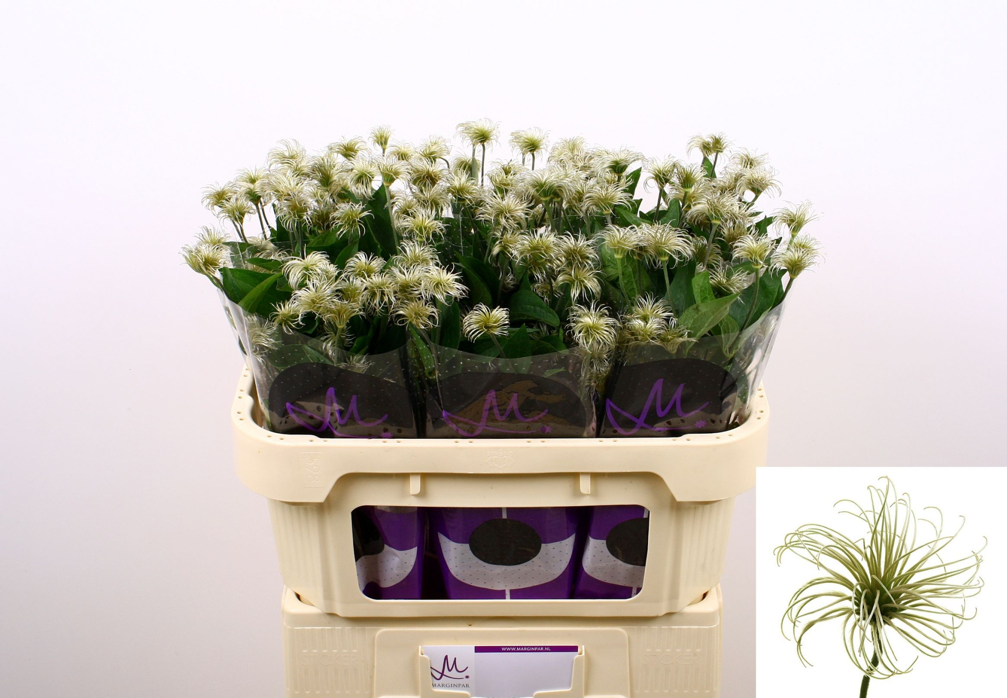 Клематис Кибо 70, шт.