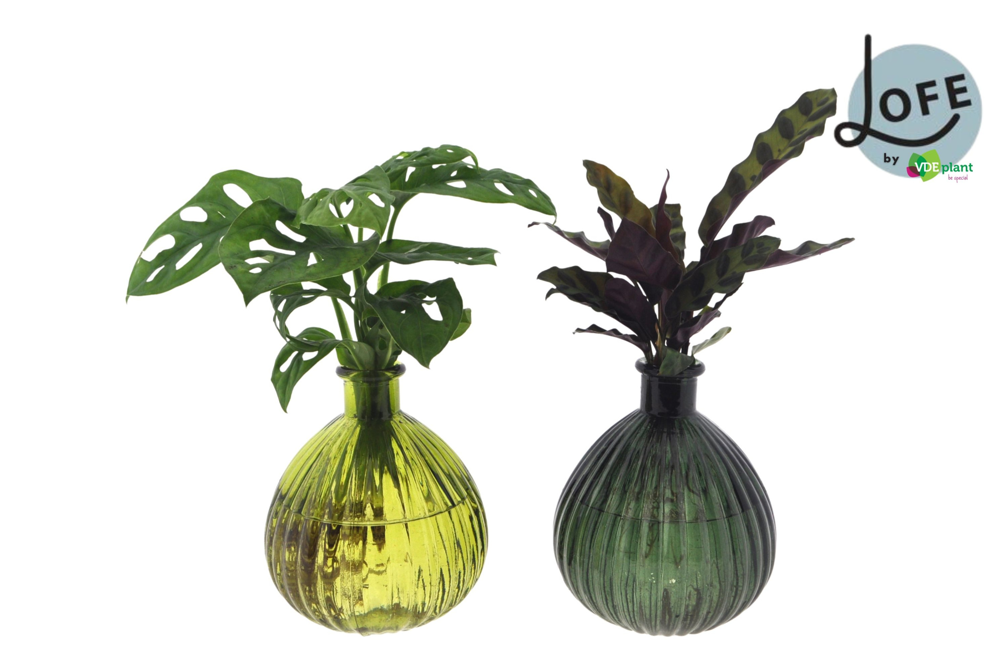 LOFE | Intenz mix in Jive glas XL- levertijd: 24 uur, D 7 cm