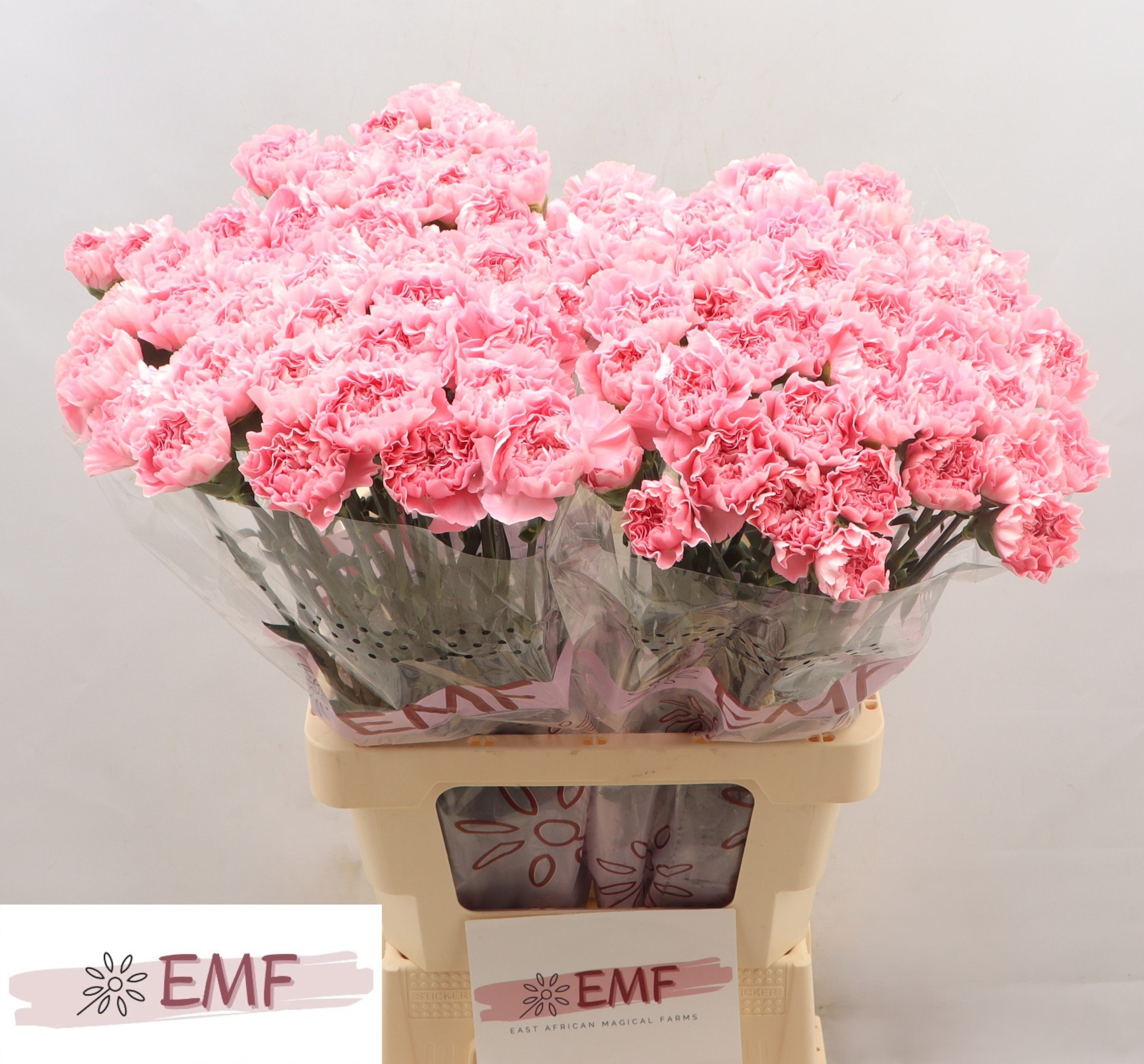 Диантус од. Джулия, шт.