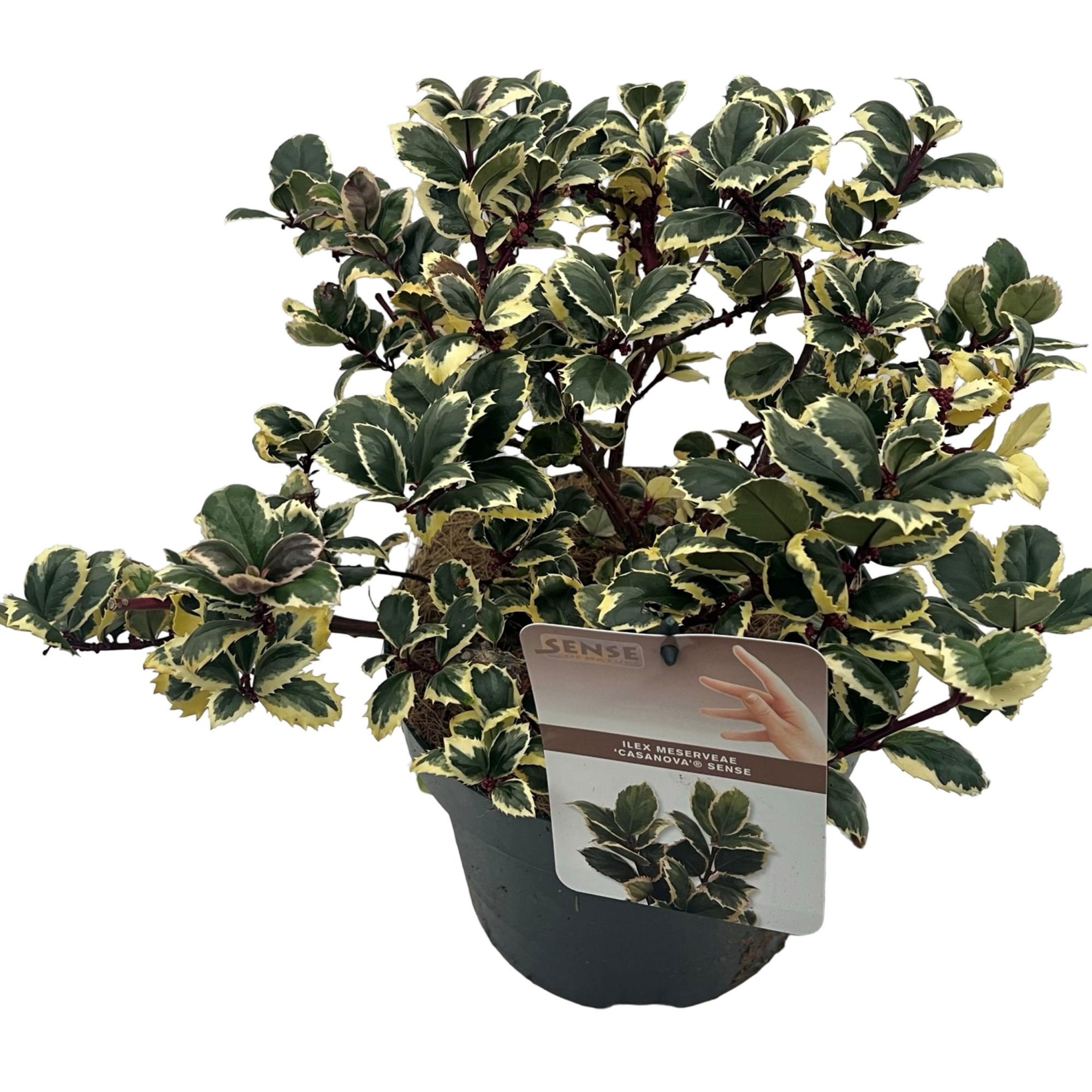 Ilex meserveae 'Casanova' sense, D 23