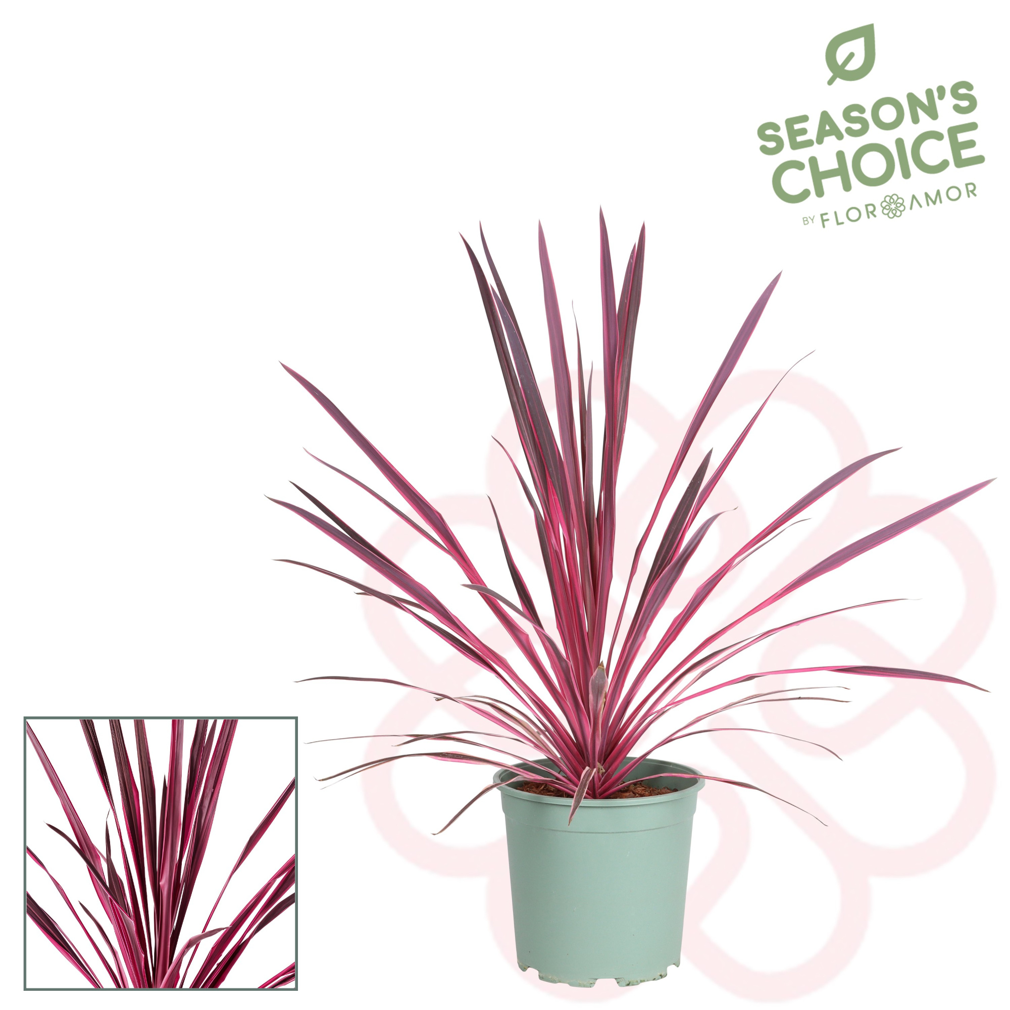 Cordyline 'Pink Passion' 60- 65 cm, D 21 cm