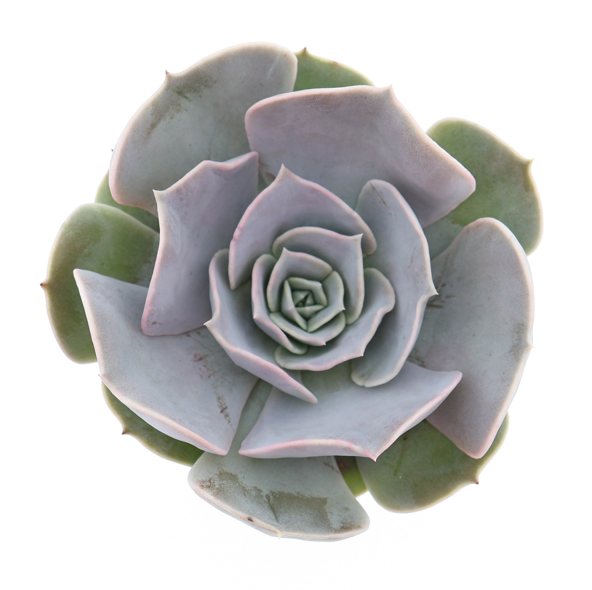 Echeveria pollux, D 8,5 cm