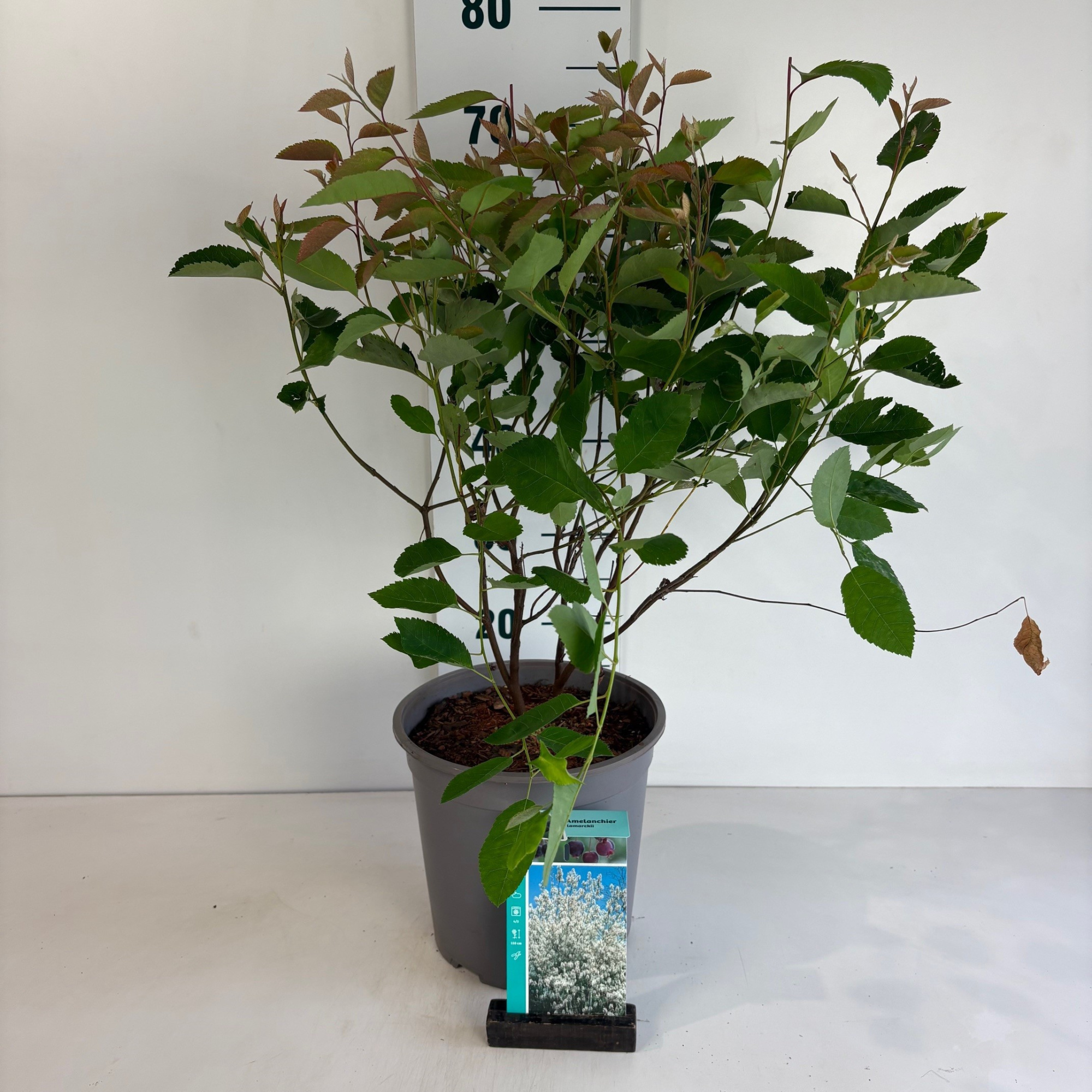 Amelanchier Lamarckii, D 24 cm