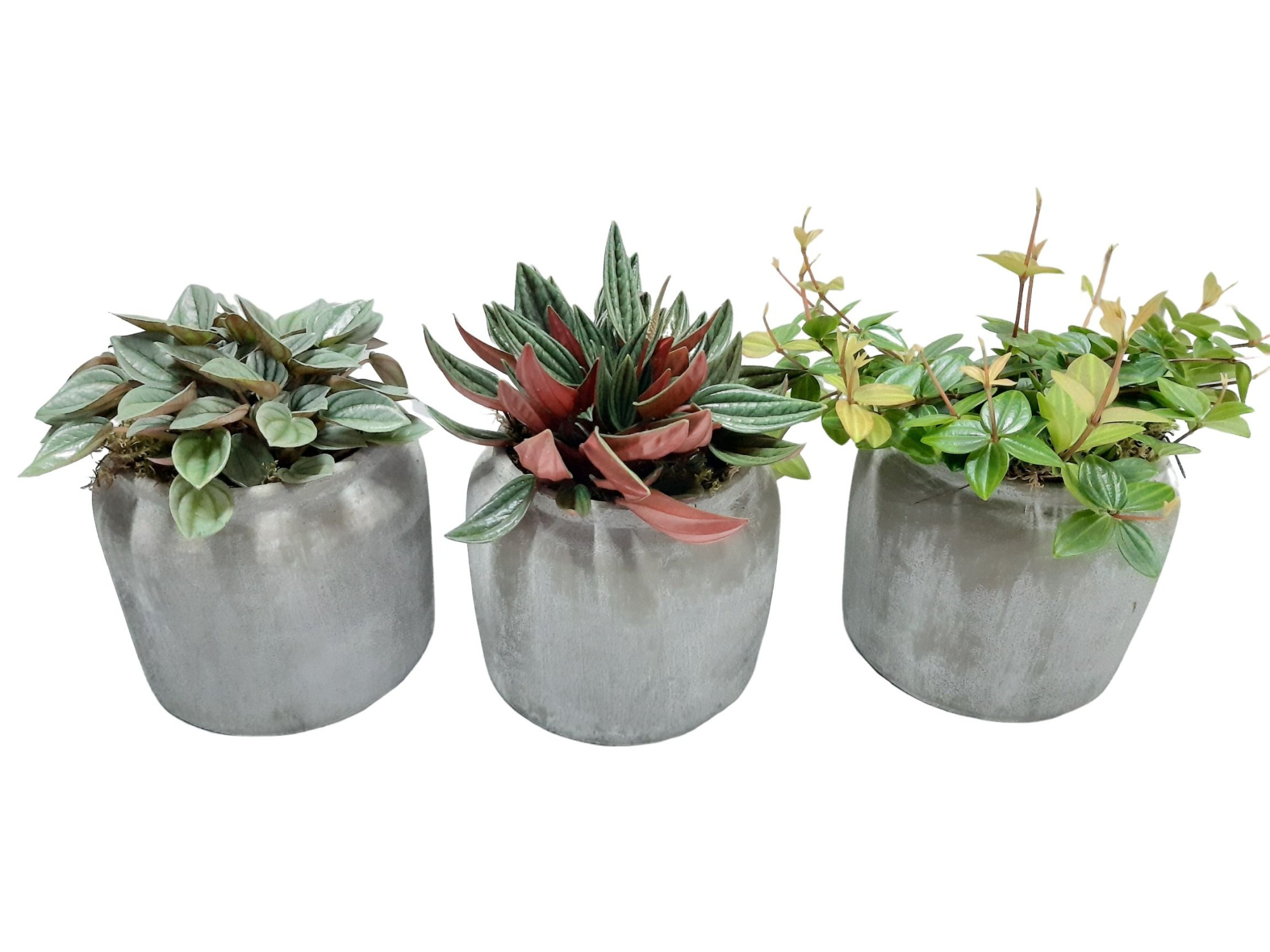 RGP16GEM Dark Grey Pot Groenmix, D 16 cm