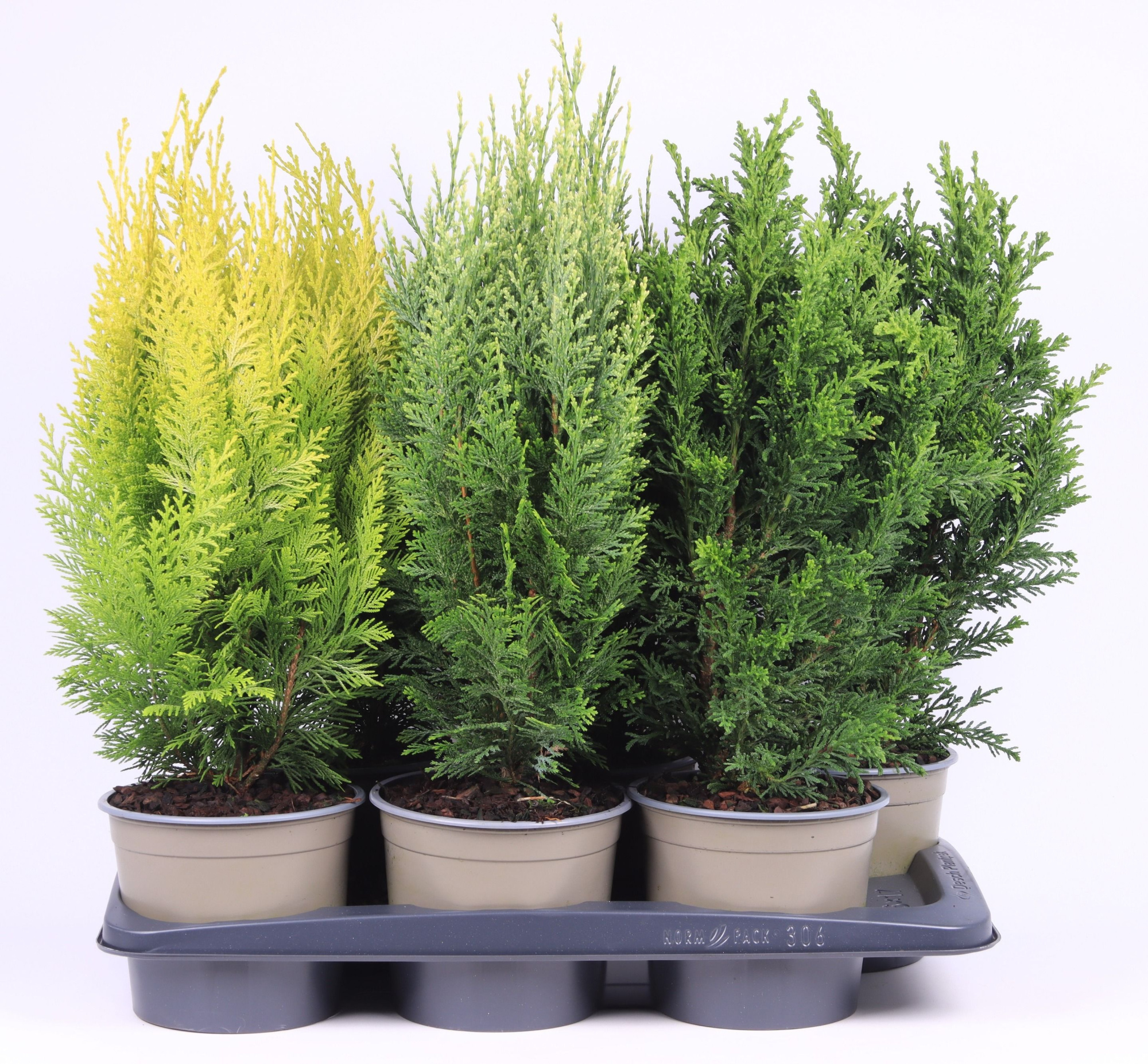 Chamaecyparis gemengde bak, D 17 cm