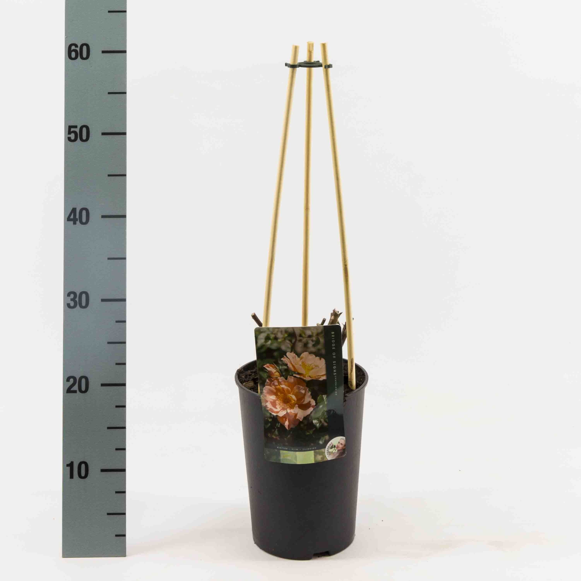 Rosa Exclusieve klimrozen sortiment, D 17