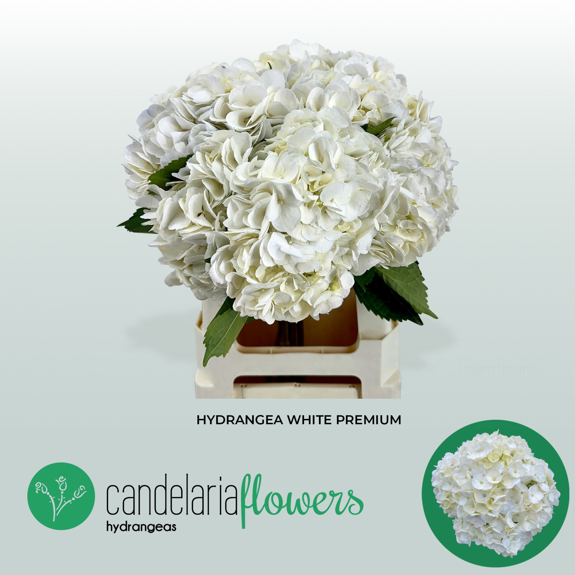 Гортензия Овериг 60, шт.