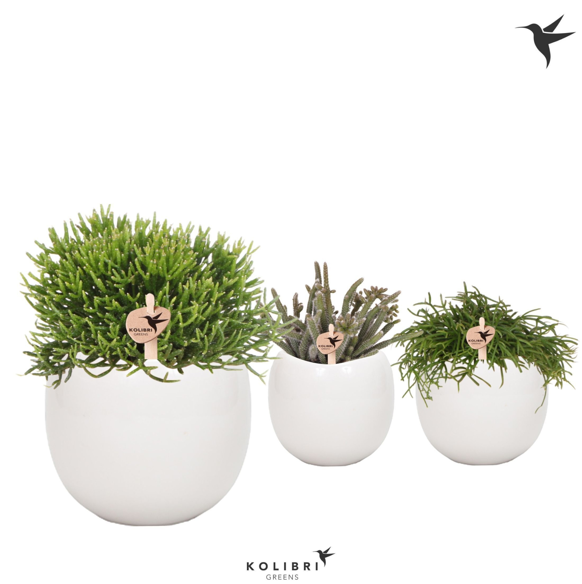 Kolibri Greens Rhipsalis mix in Bowl pot, D 9 cm