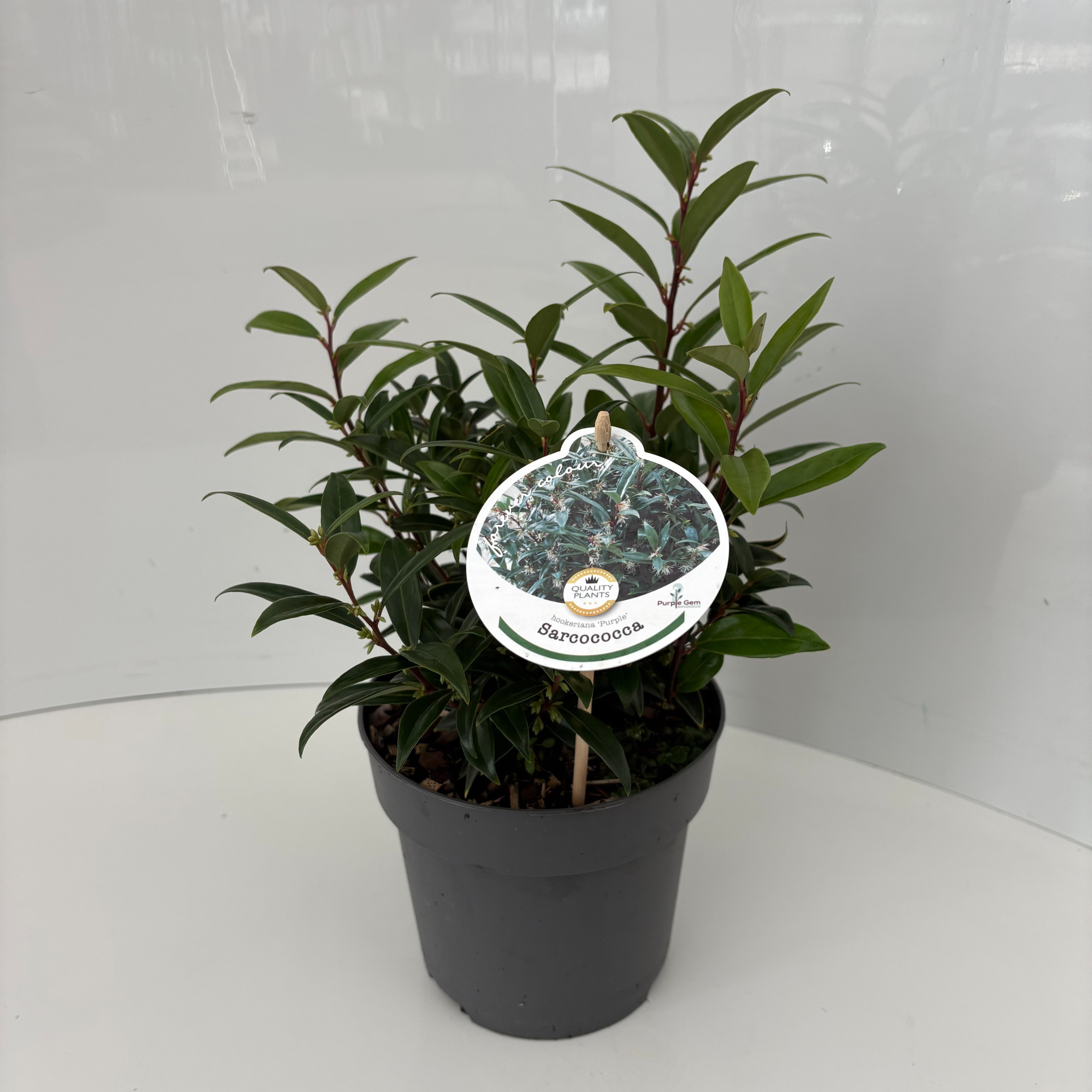 Sarcococca hookeriana 'Purple Gem', D 17 cm