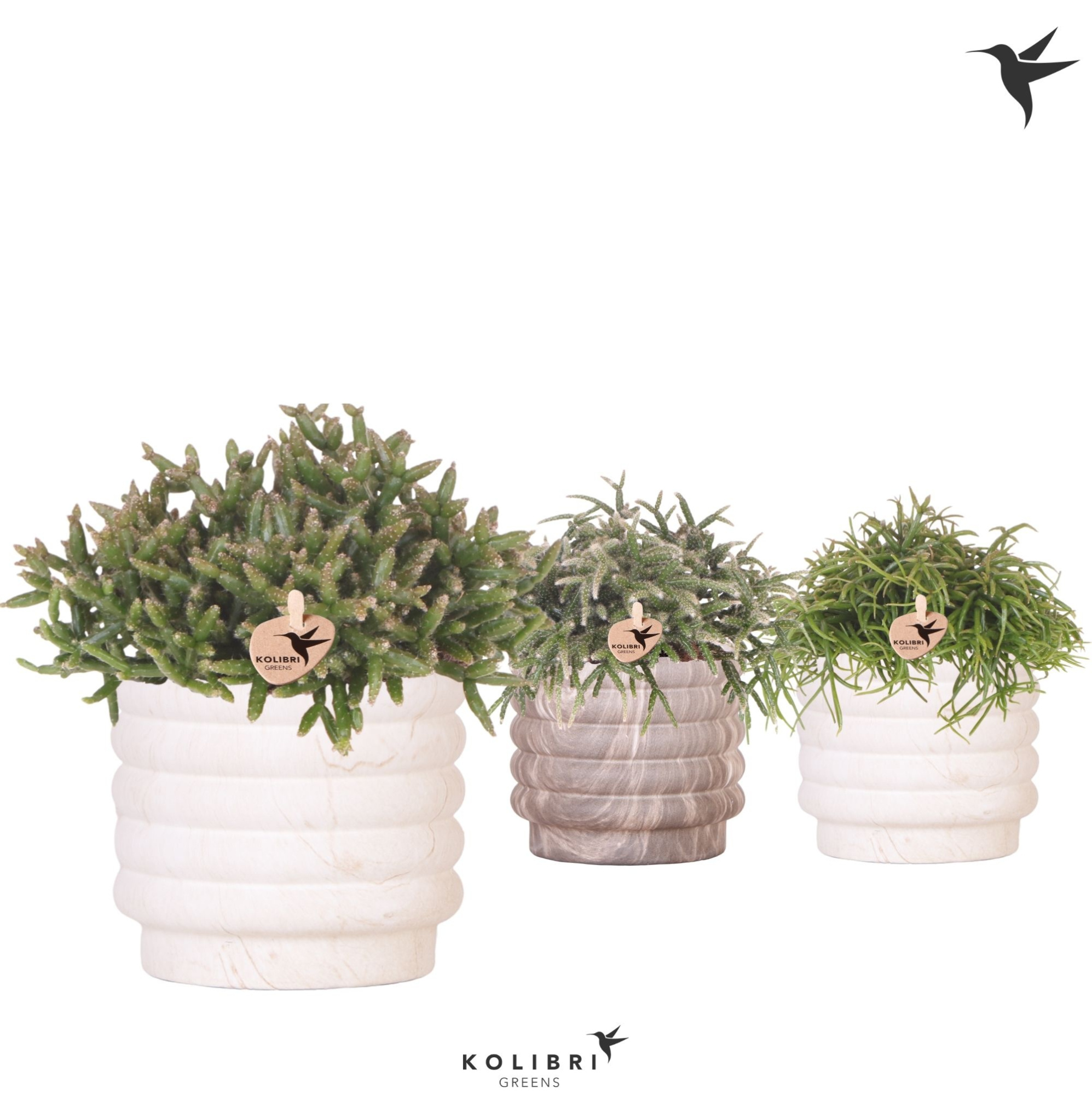 Kolibri Greens Rhipsalis mix in Marble pot mix, D 12 cm