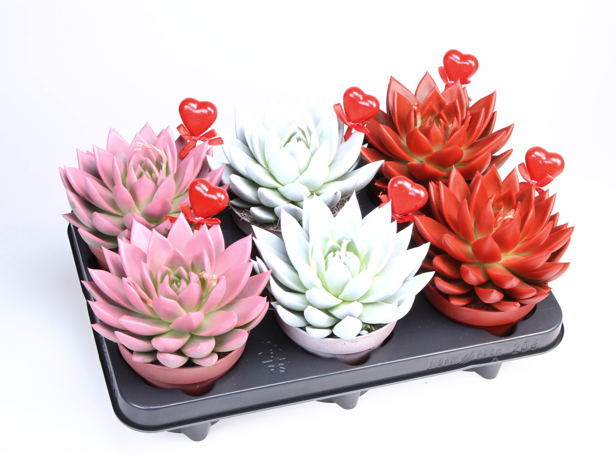 Miranda rainbow + hartje, D 12 cm