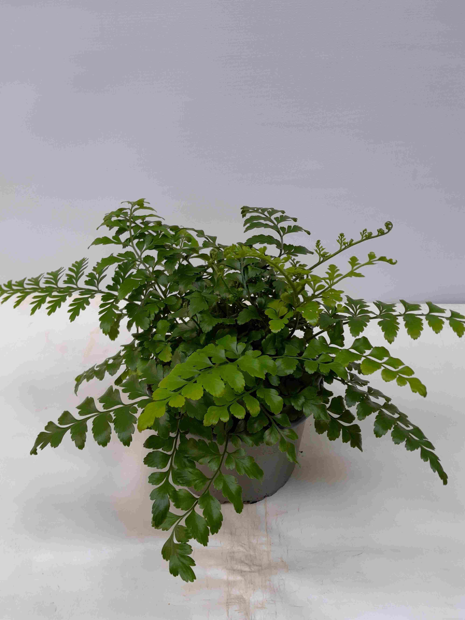 ASPLENIUM DIMORPHUM 'X DIFFORME PARVATI', D 14 cm