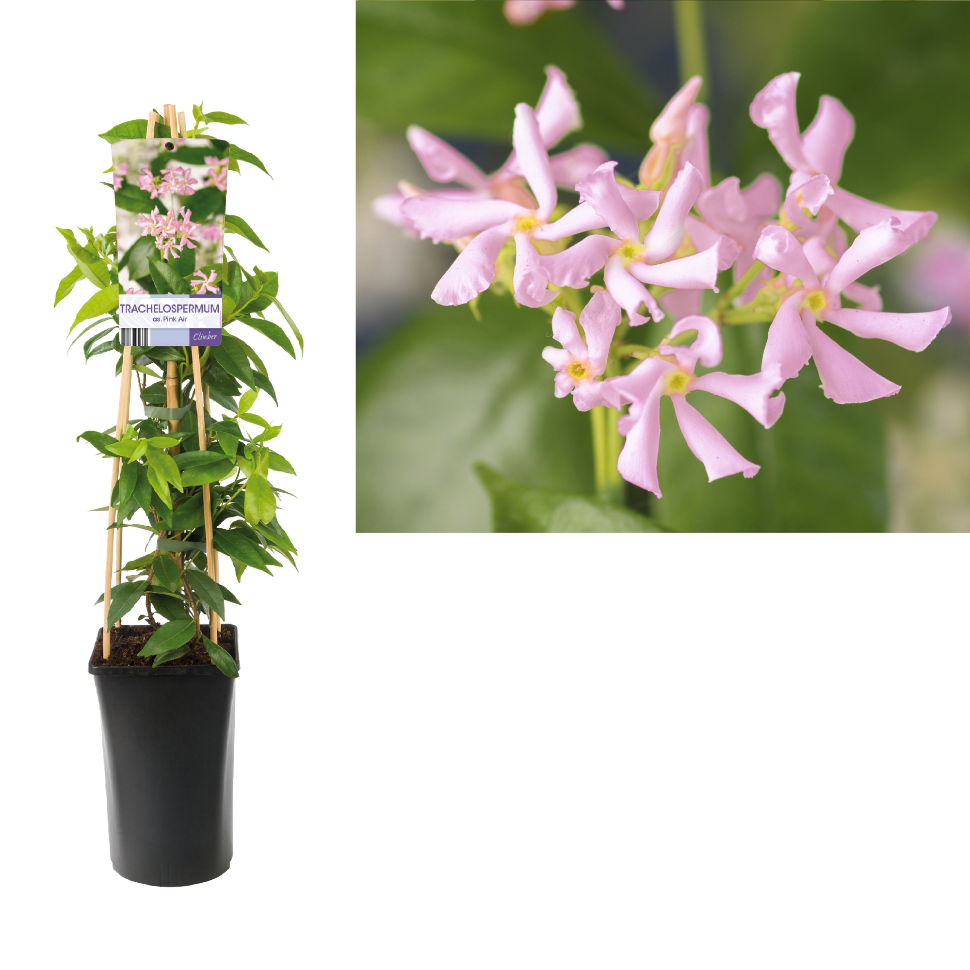 Trachelospermum as. Pink Air +light label, D 17