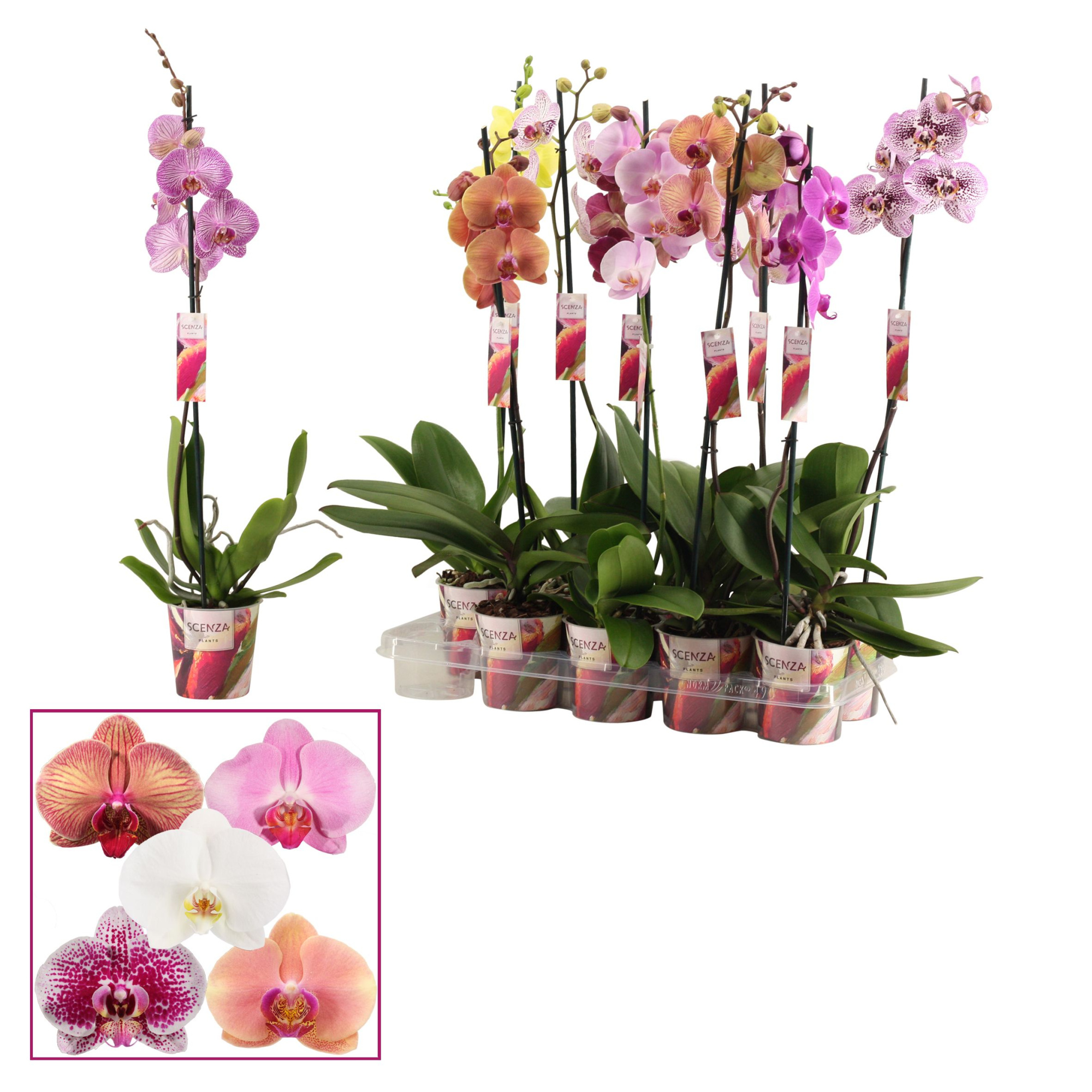Phalaenopsis 1 tak 6-8 mix (Scenza), D 12 cm