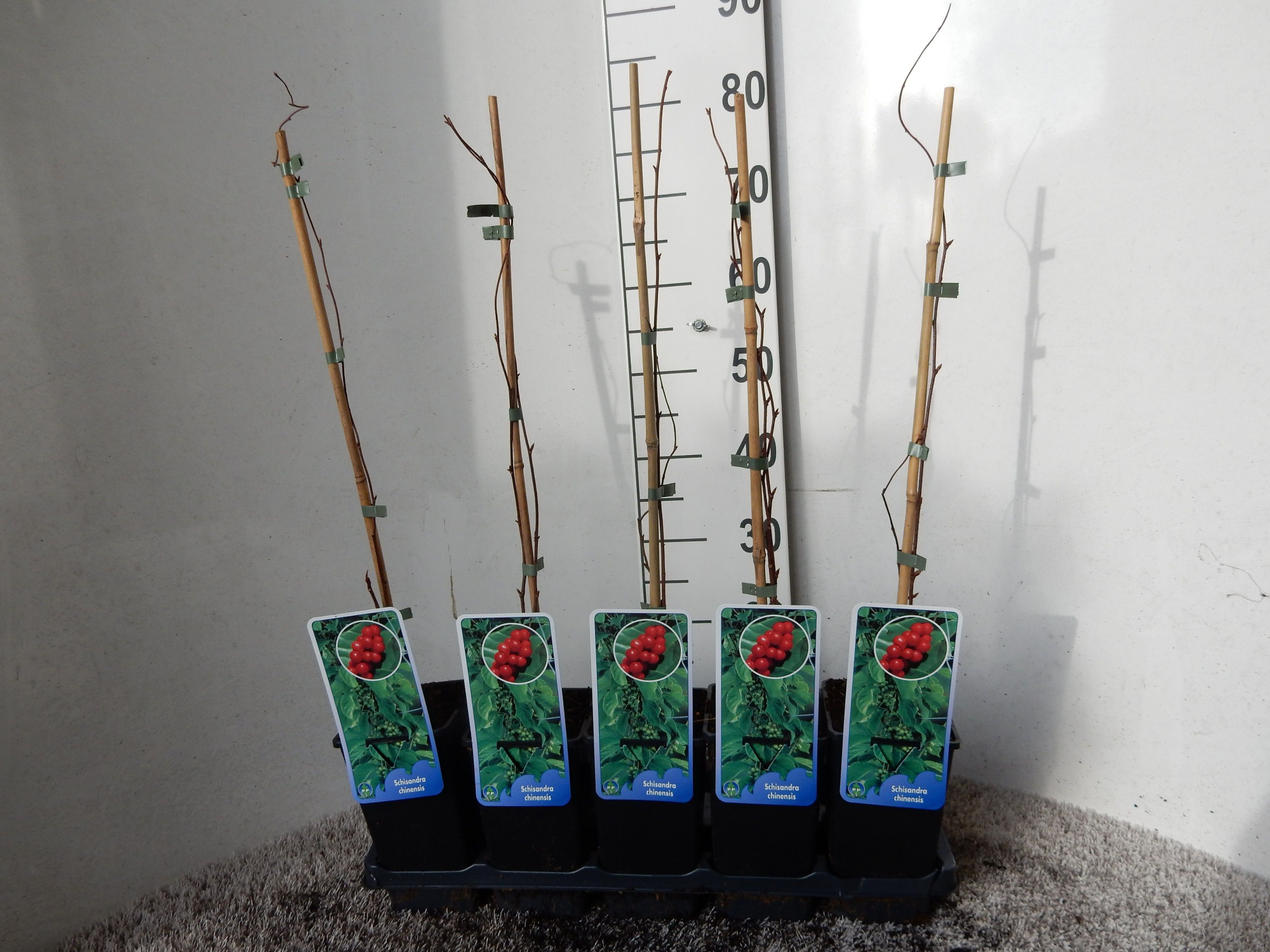 Schisandra chinensis 50 cm P14, D 15 cm