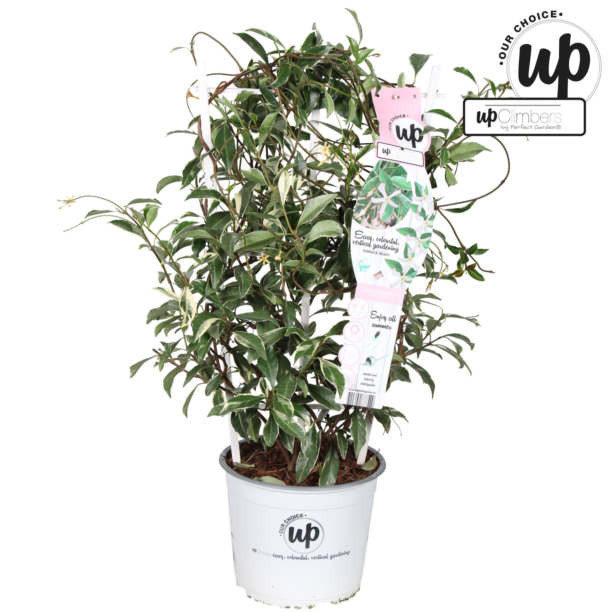 Trachelospermum 'Star of Milano' P19, D 19 cm