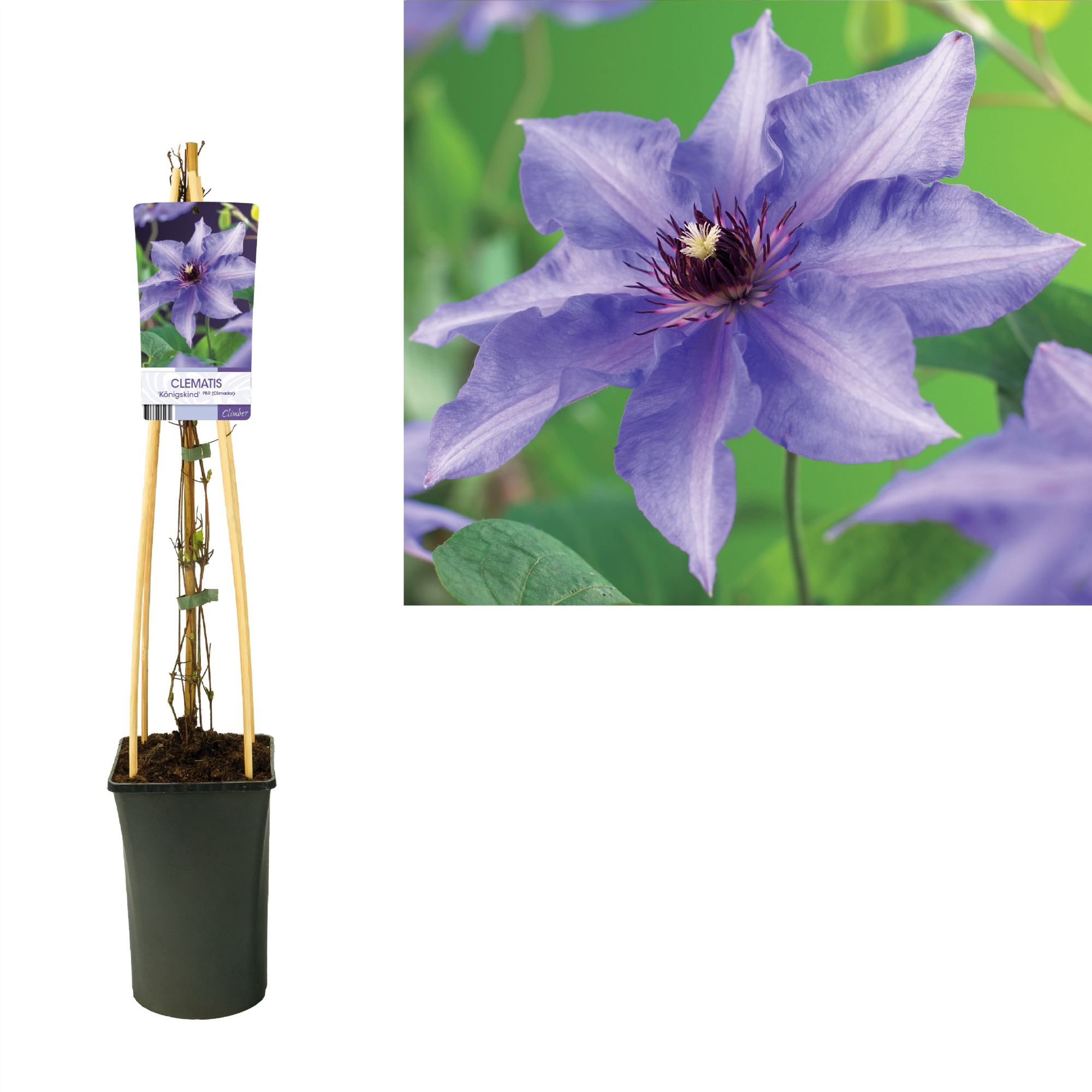 Clematis 'Königskind' +light label, D 17