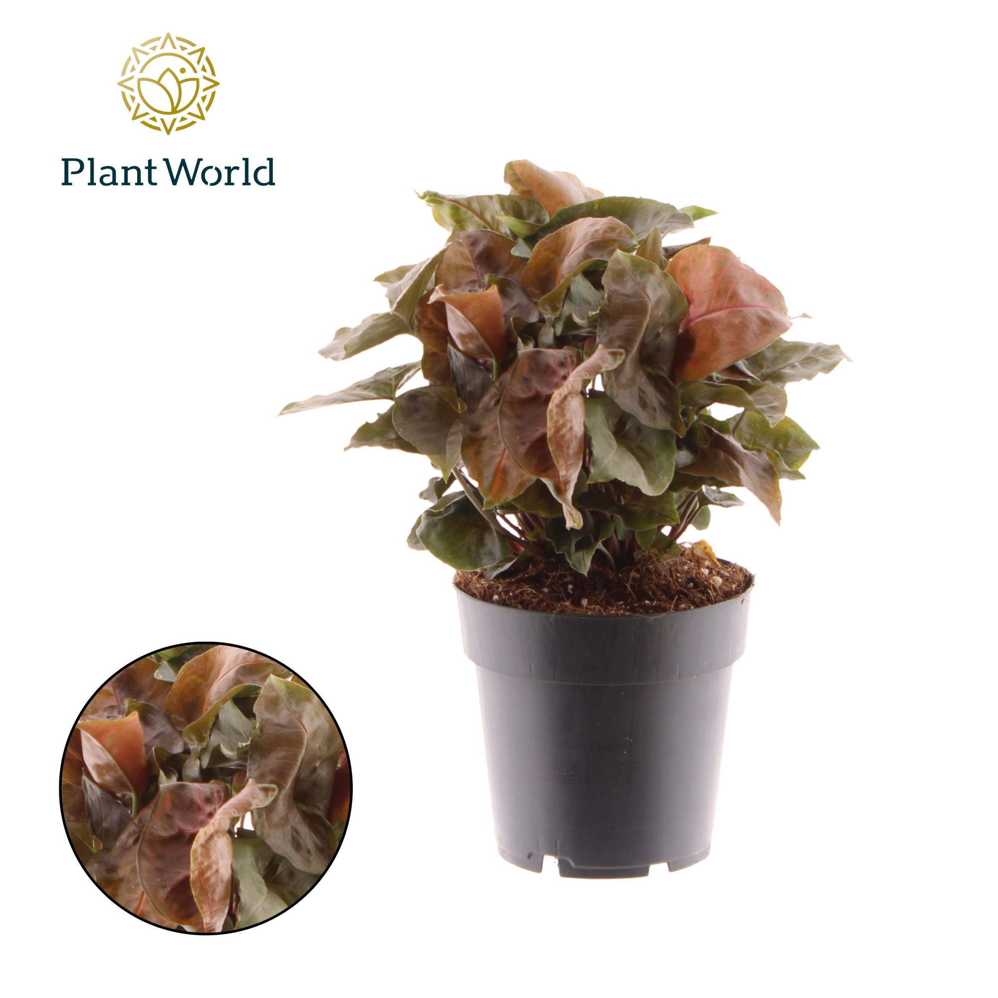 Syngonium Maria, D 14