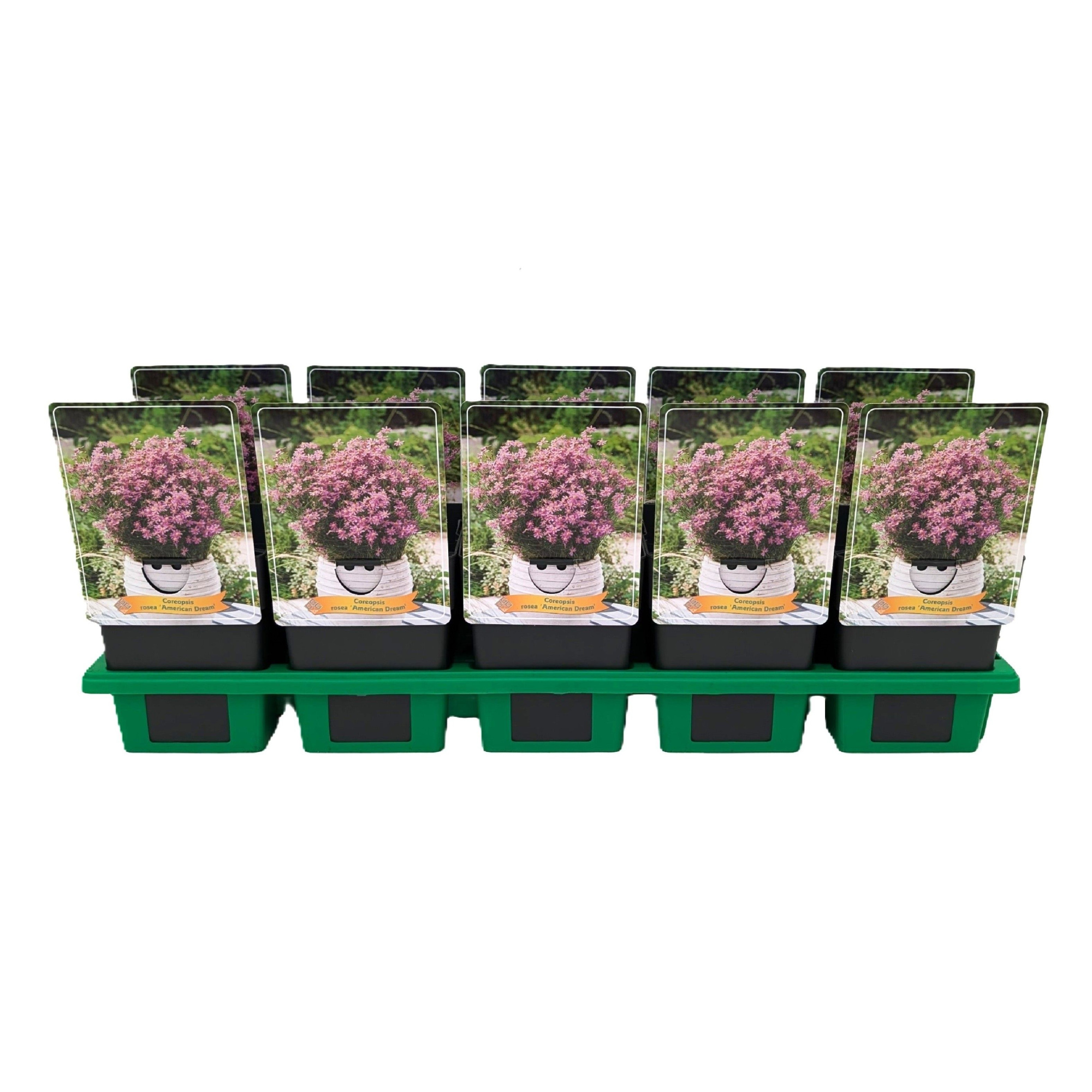 Coreopsis rosea 'American Dream' P11, D 11 cm