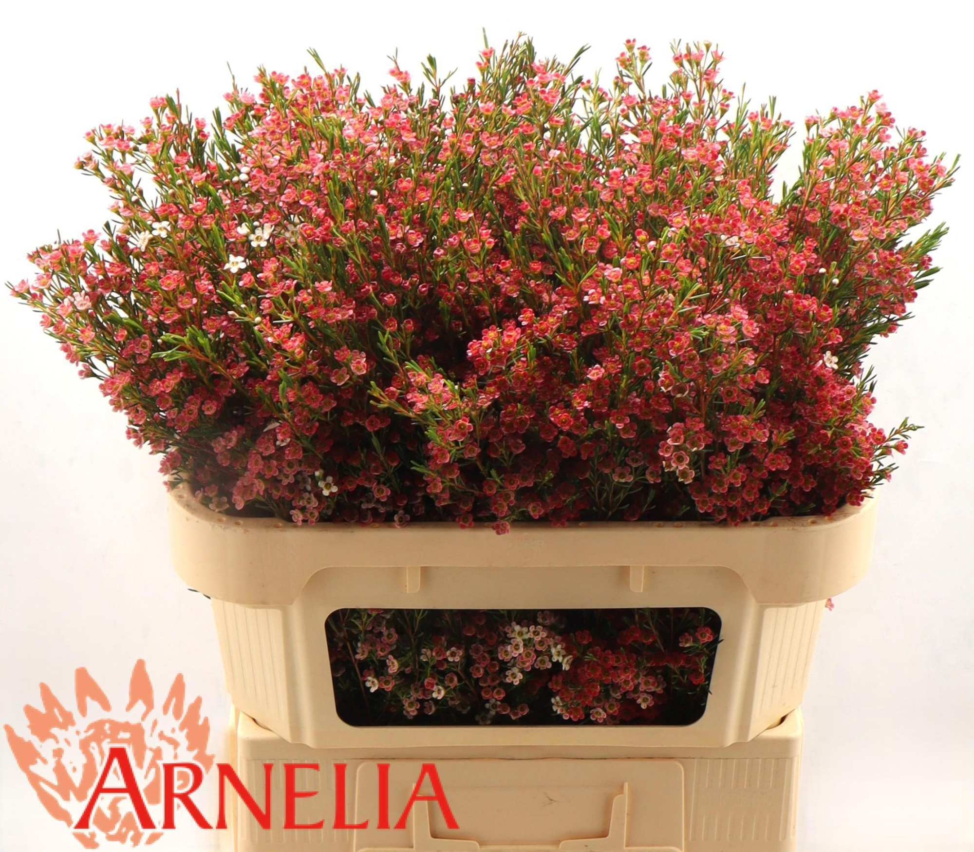 Шамелациум Май Свит Сикстин 70, шт.