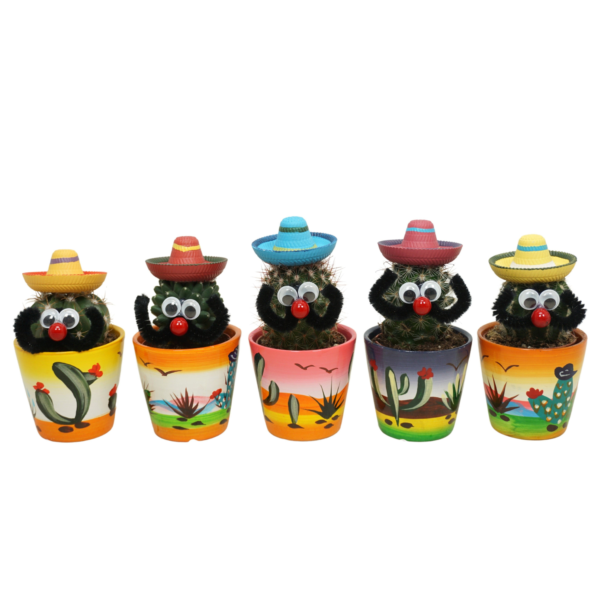 Cactus Mexicaan in 6 cm 'Decorpotje', D 5,5 cm