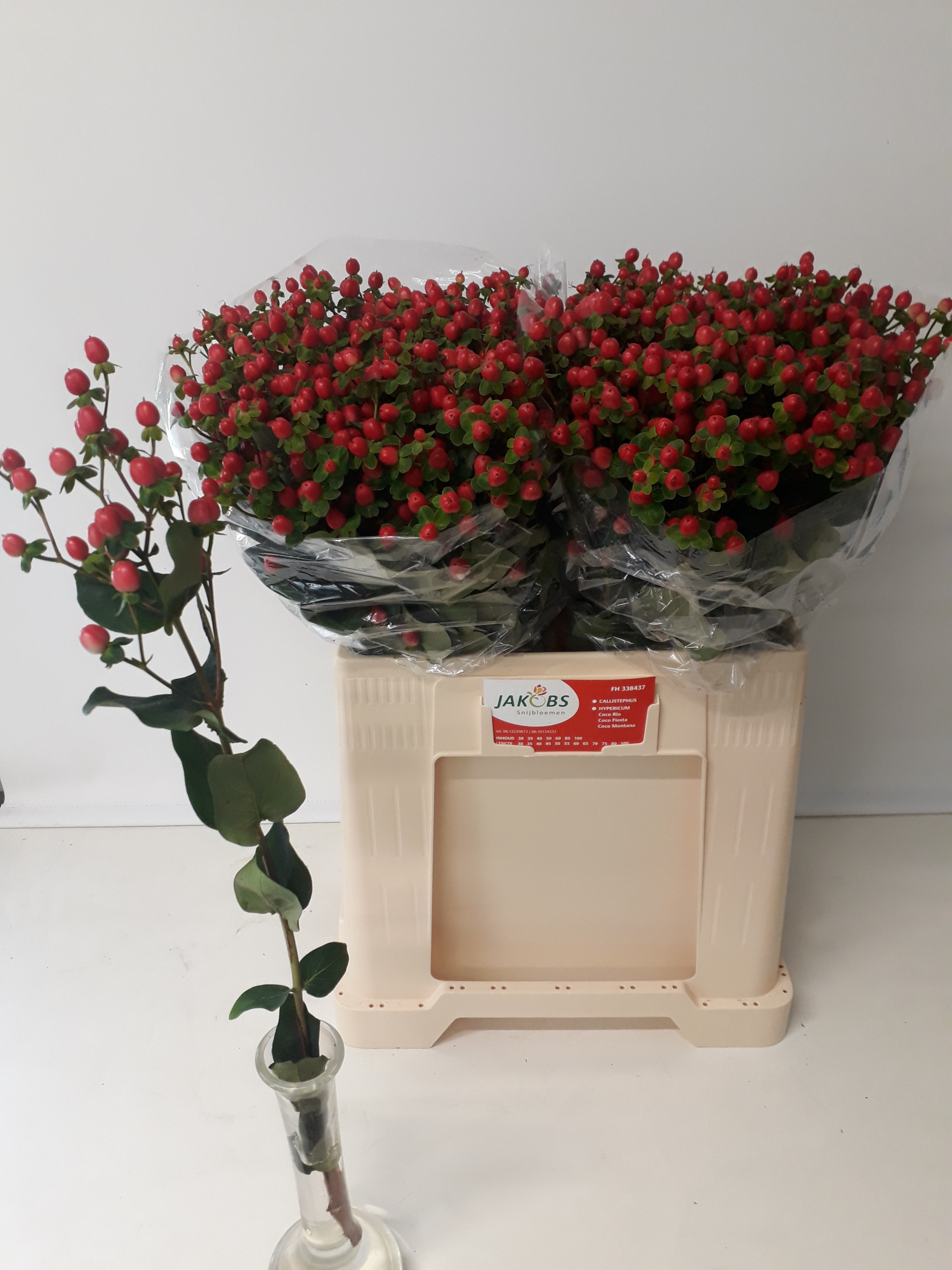 Гипперикум Коко Фиеста 60, шт.