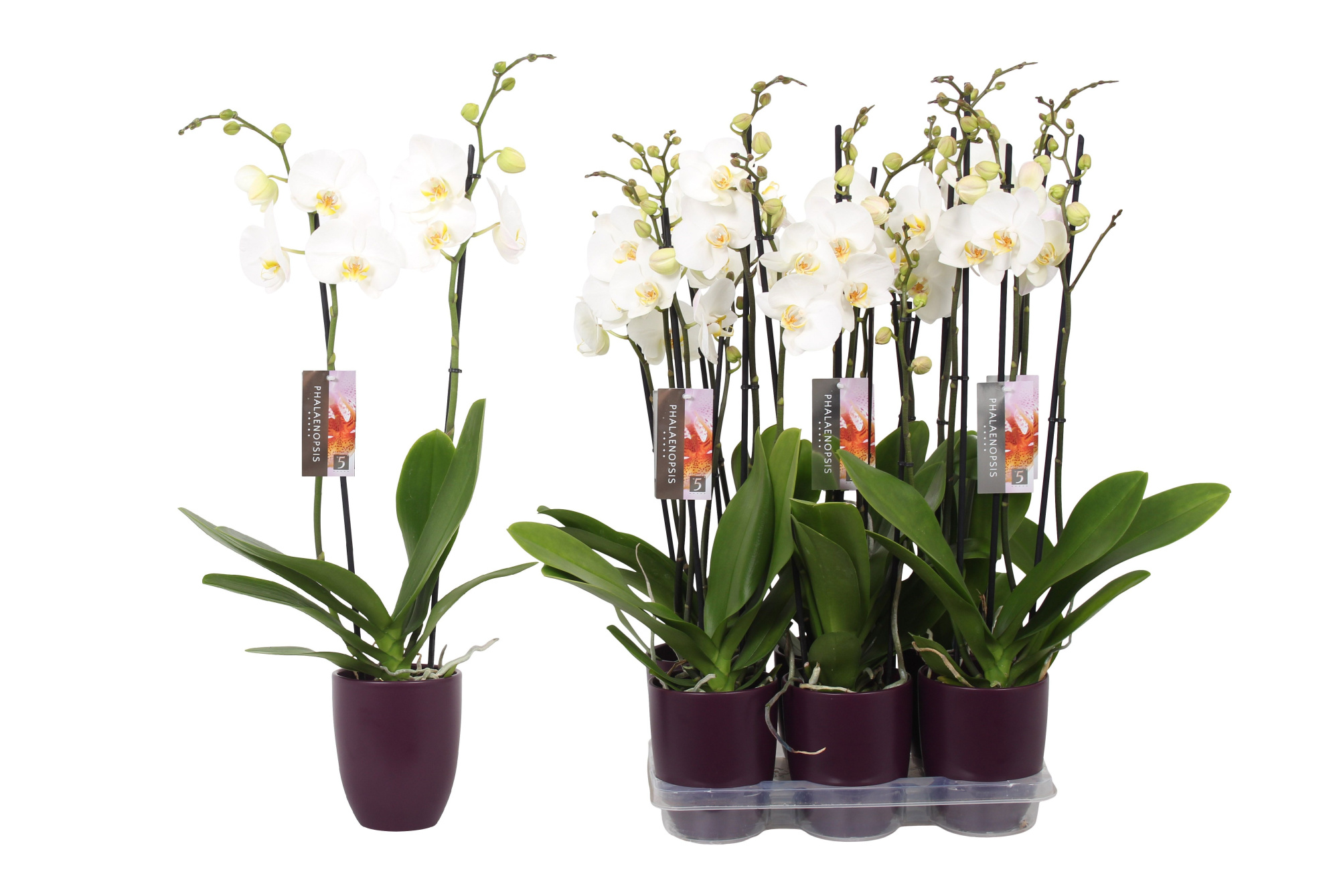 Phalaenopsis White, 2-spike Purple Ceramics, D 12 cm