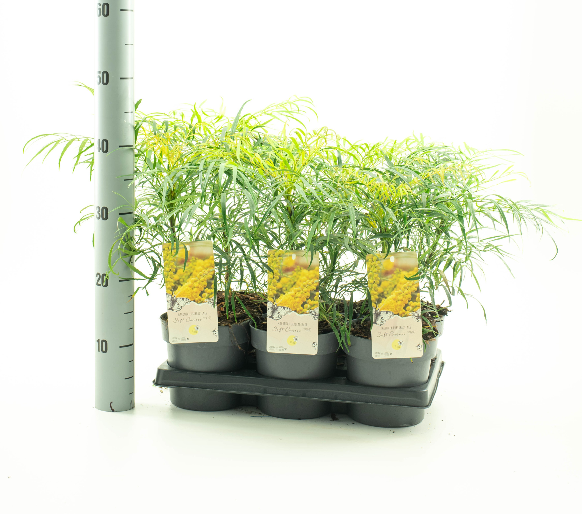 Mahonia eur. 'Soft Carres' pbr, D 15 cm