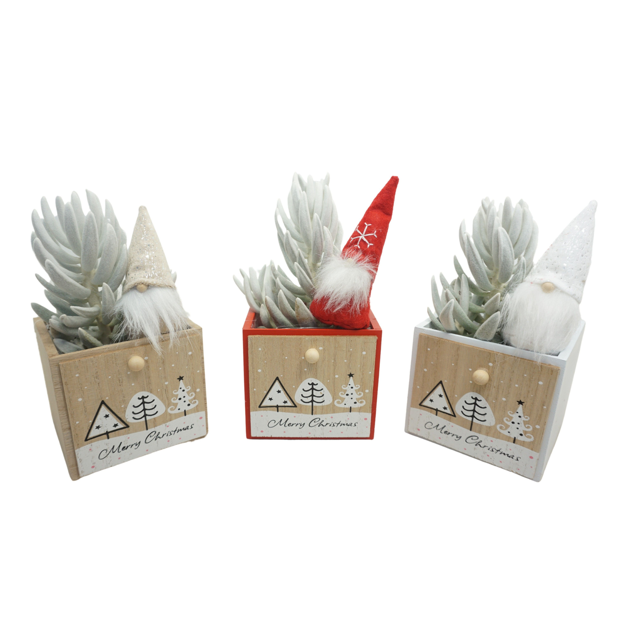 Kerstbox Wood met 'natural' Senecio Mont Blanc, D 11 cm