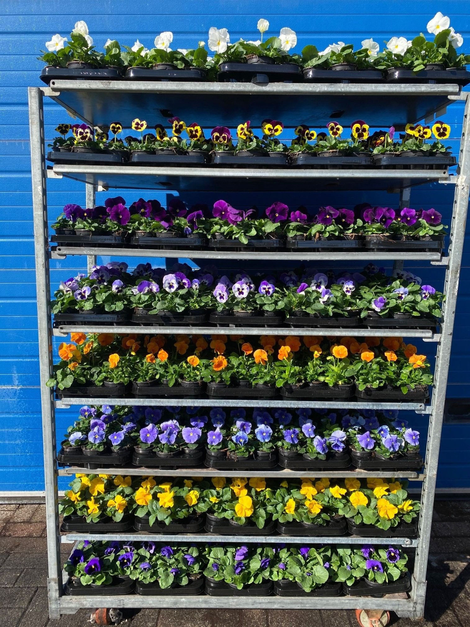 Viola wittrockiana F1 9 cm mix kar, D 9