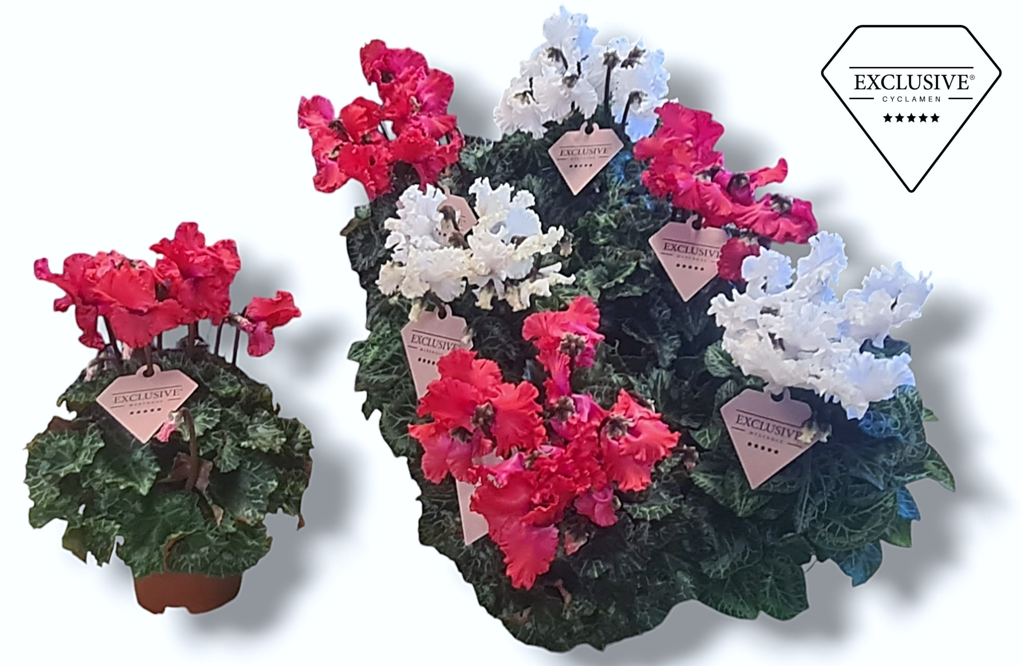 Cyclamen Exclusive® Merengue Rood Wit Mix, D 10,5 cm